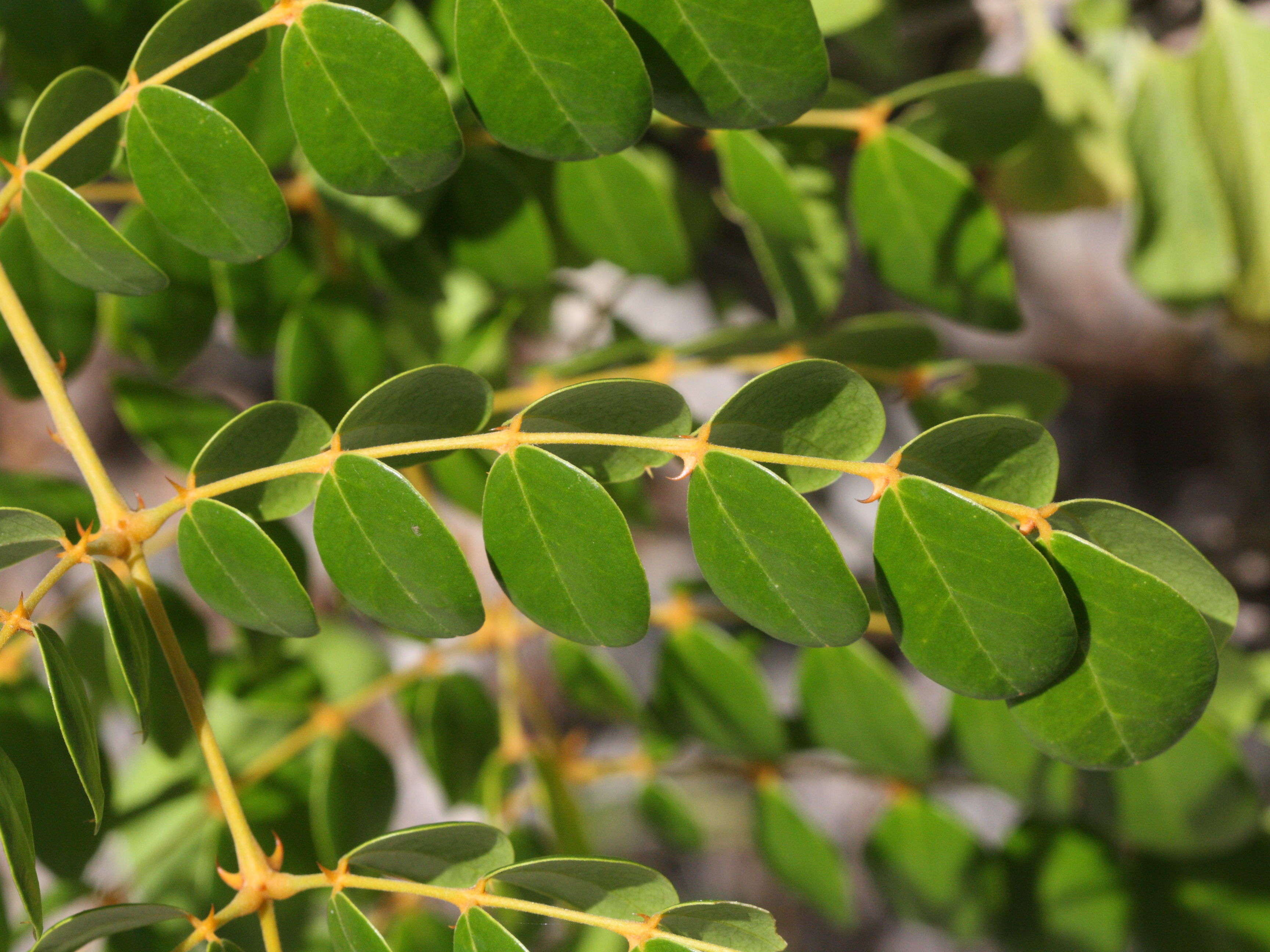 caesalpinia_ciliata5md