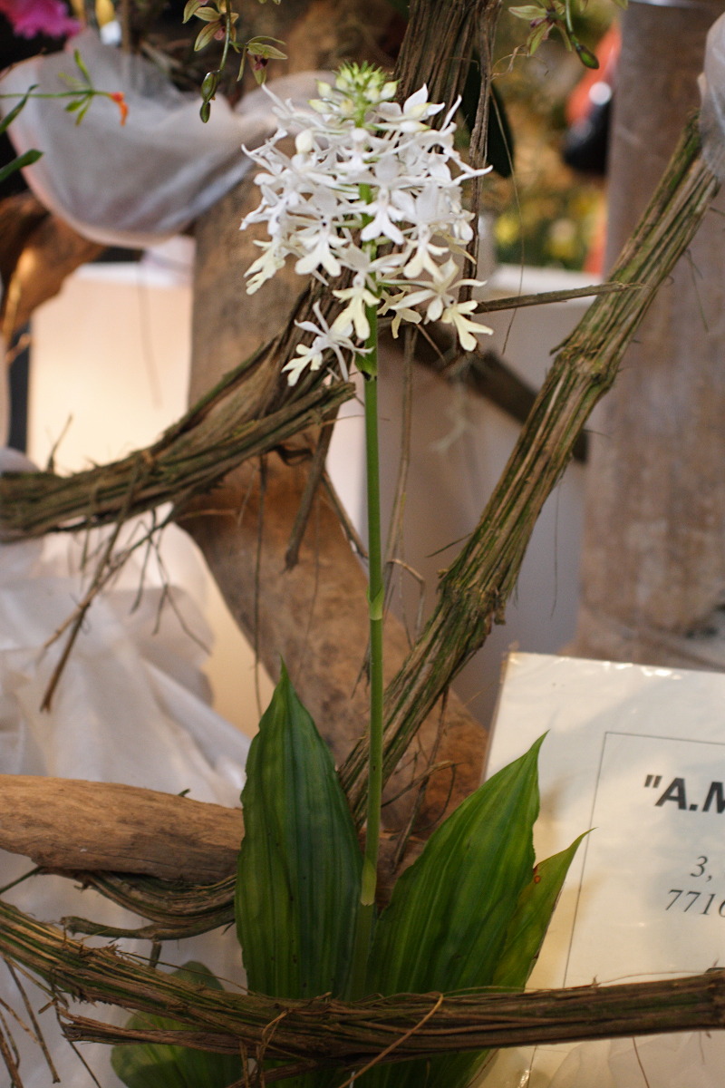 calanthe_triplicata1md