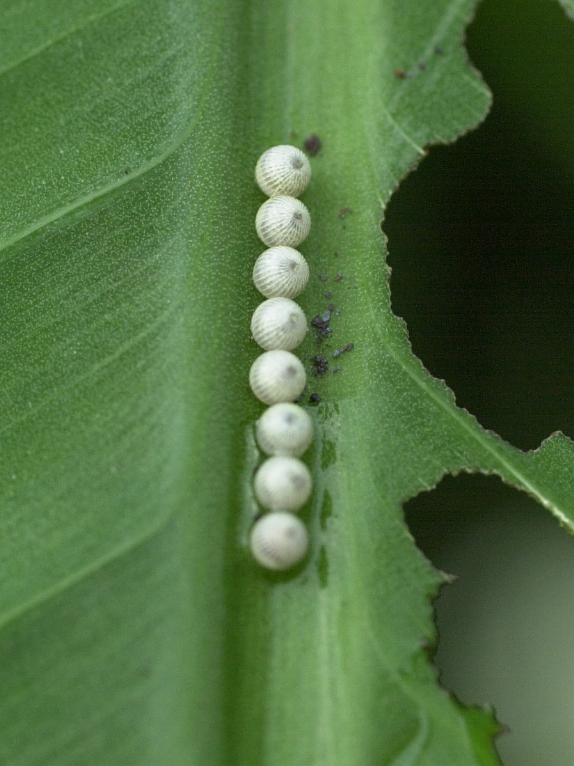 caligo_memnon_oeufs1md