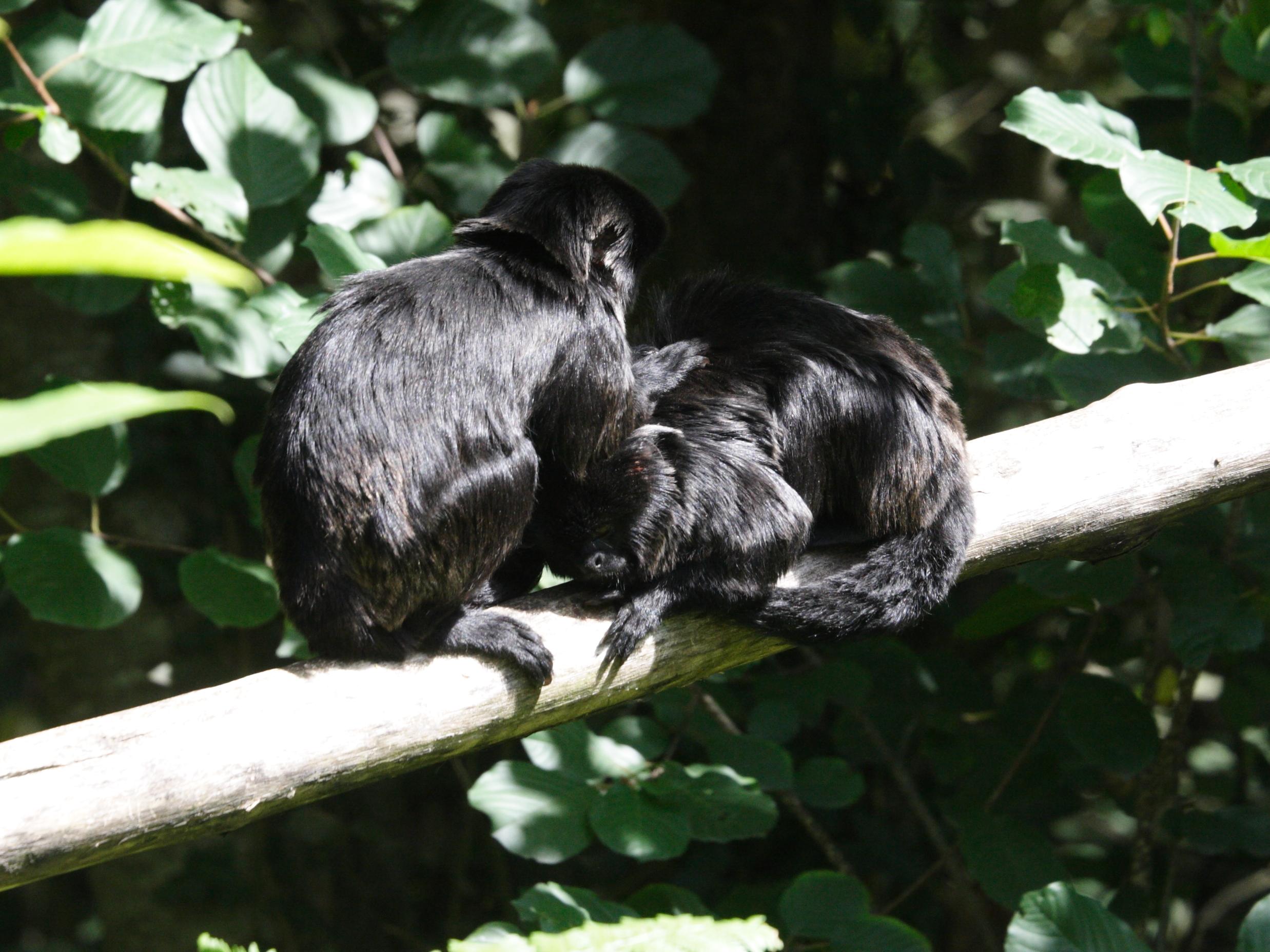 callimico_goeldii2md