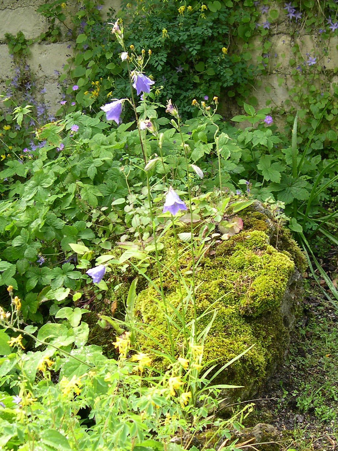 Afficher le média campanula_persicifolia1md campanula_persicifolia1md