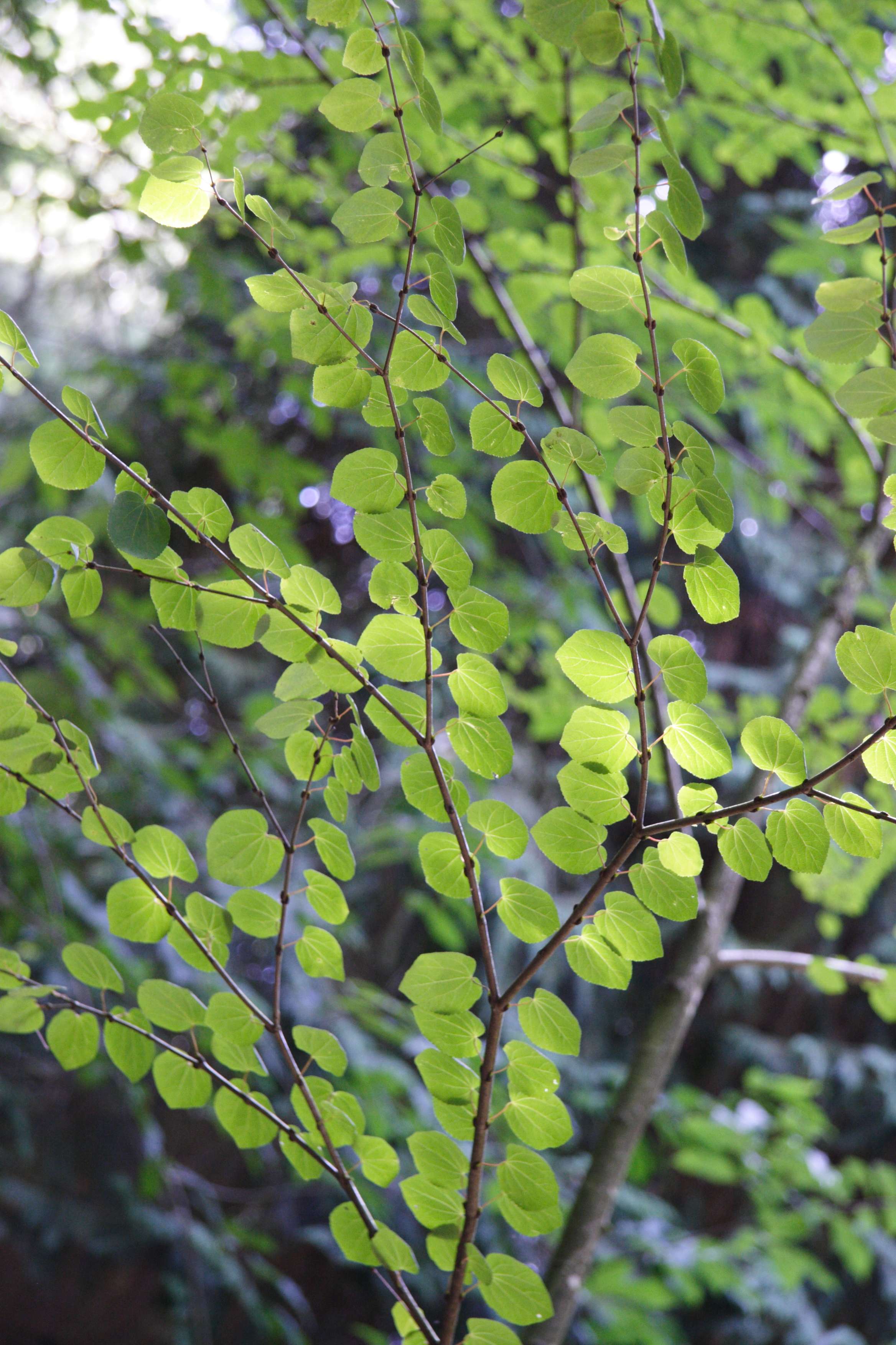 Afficher le média cercidiphyllum_japonicum1md cercidiphyllum_japonicum1md