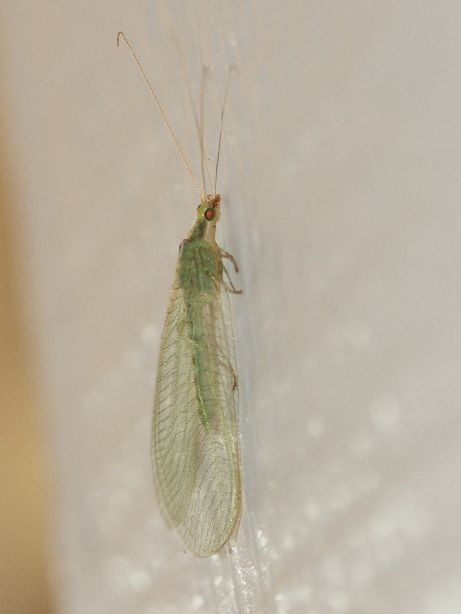 Afficher le média chrysoperla_carnea4md chrysoperla_carnea4md