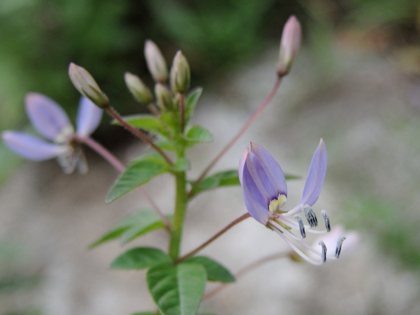 cleome_rutidosperma4md