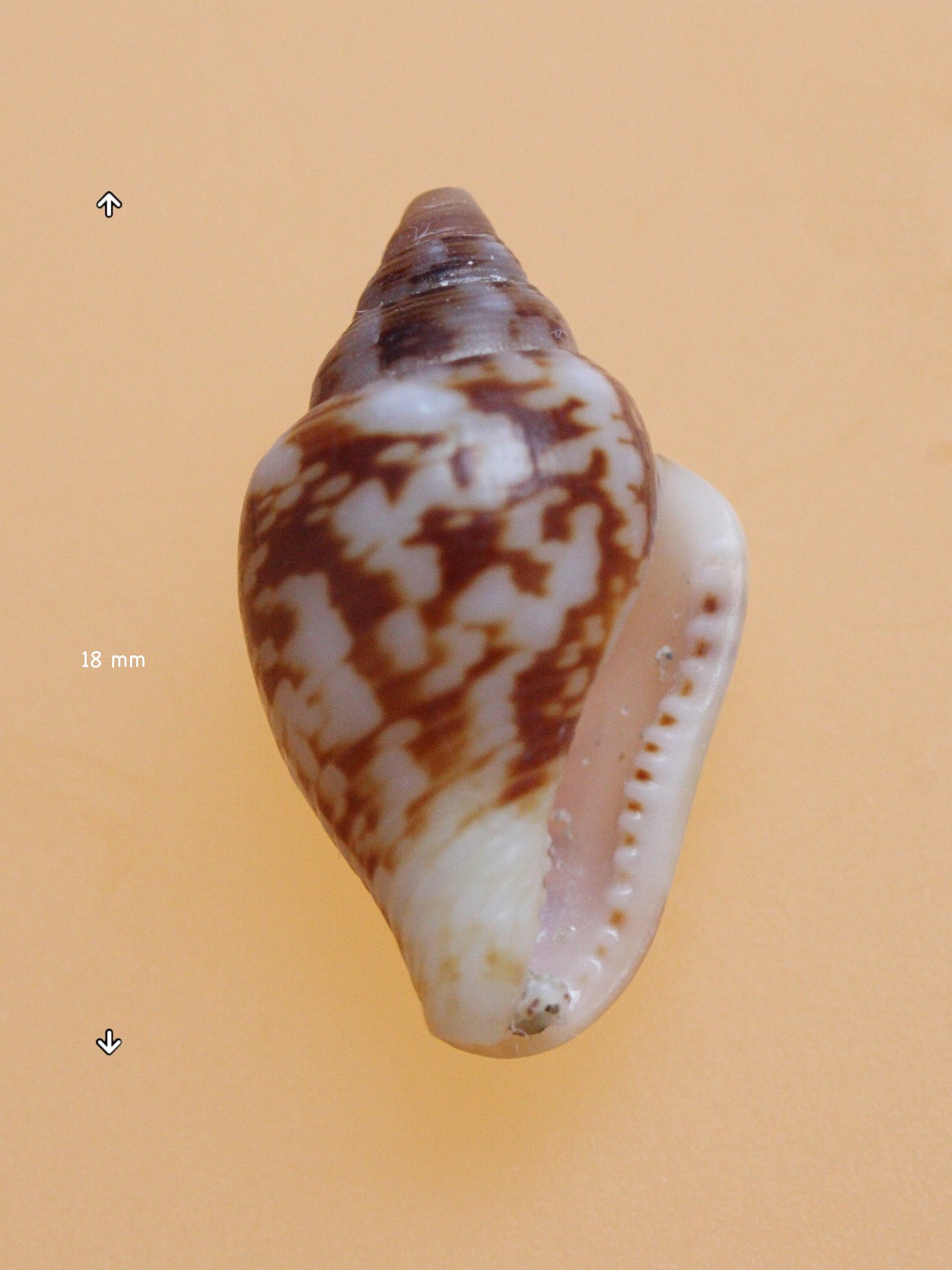 columbella_rustica1md