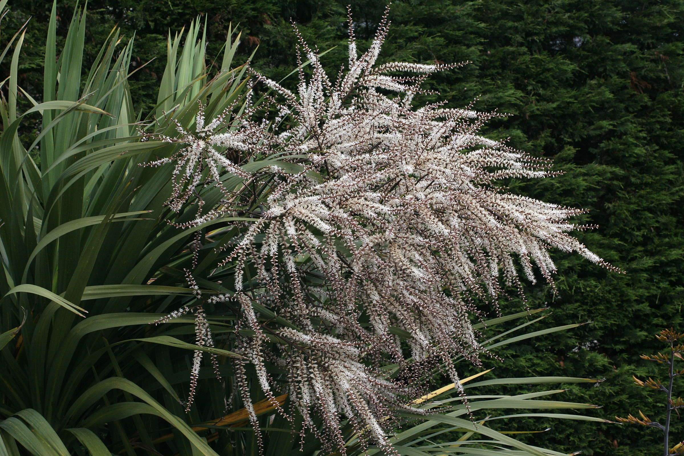 cordyline_australis5md