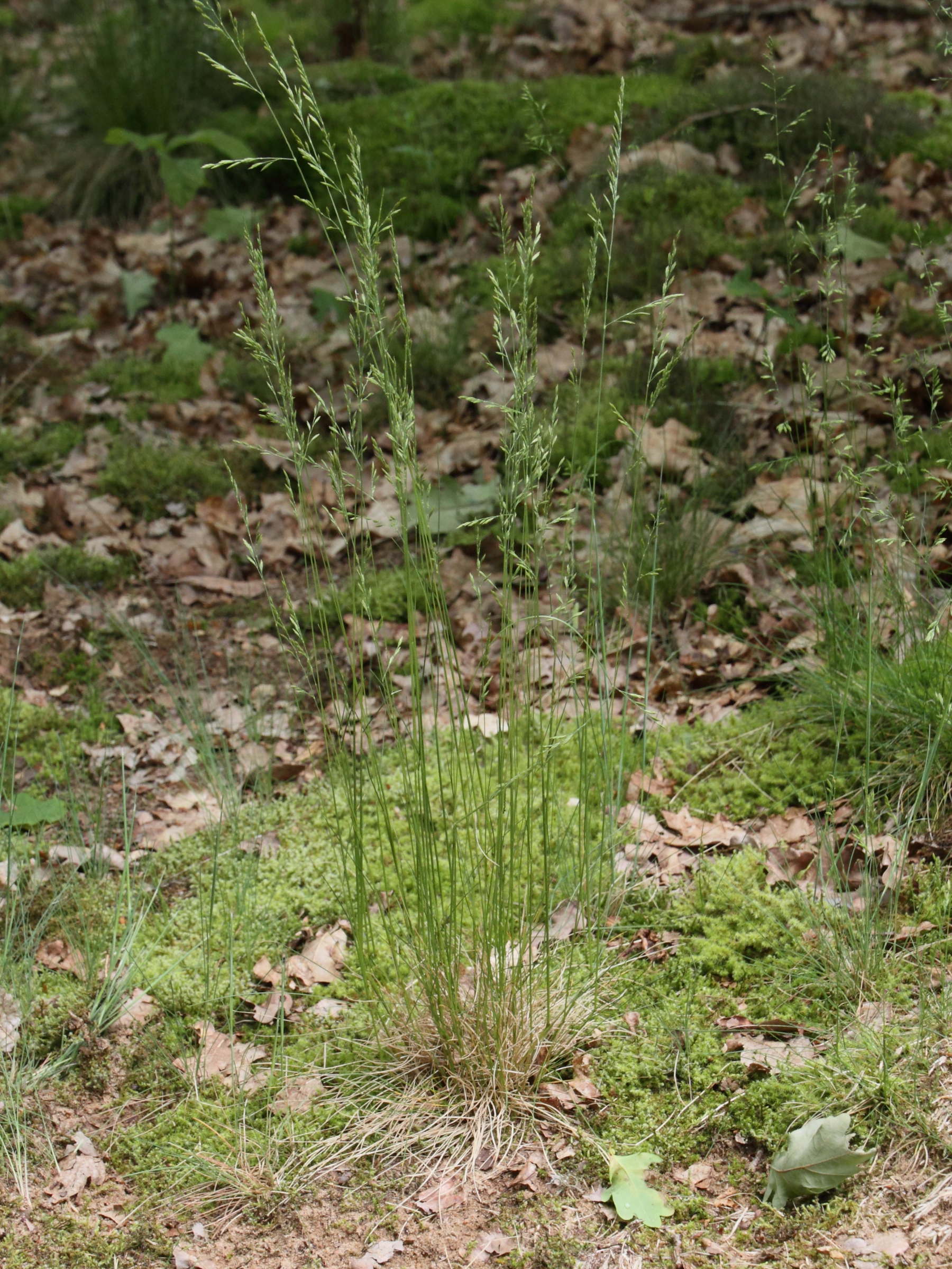 Afficher le média corynephorus_canescens4md corynephorus_canescens4md