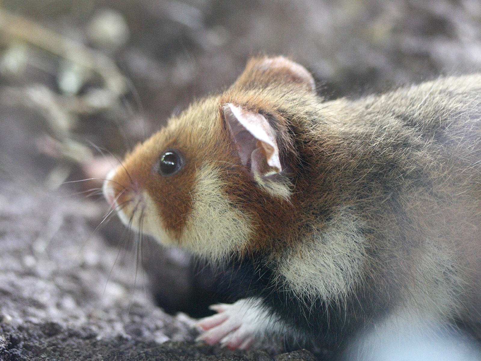 cricetus_cricetus2md