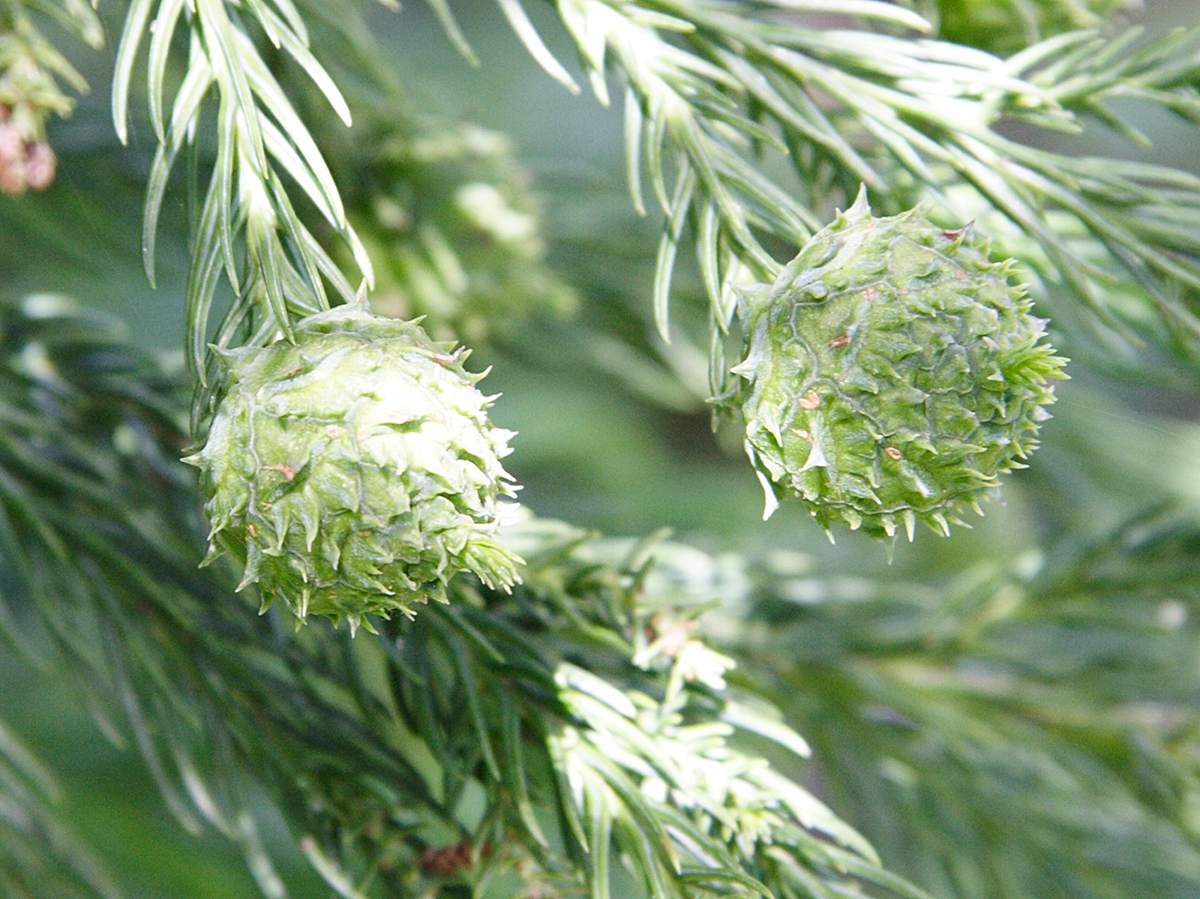 cryptomeria_japonica4bmd