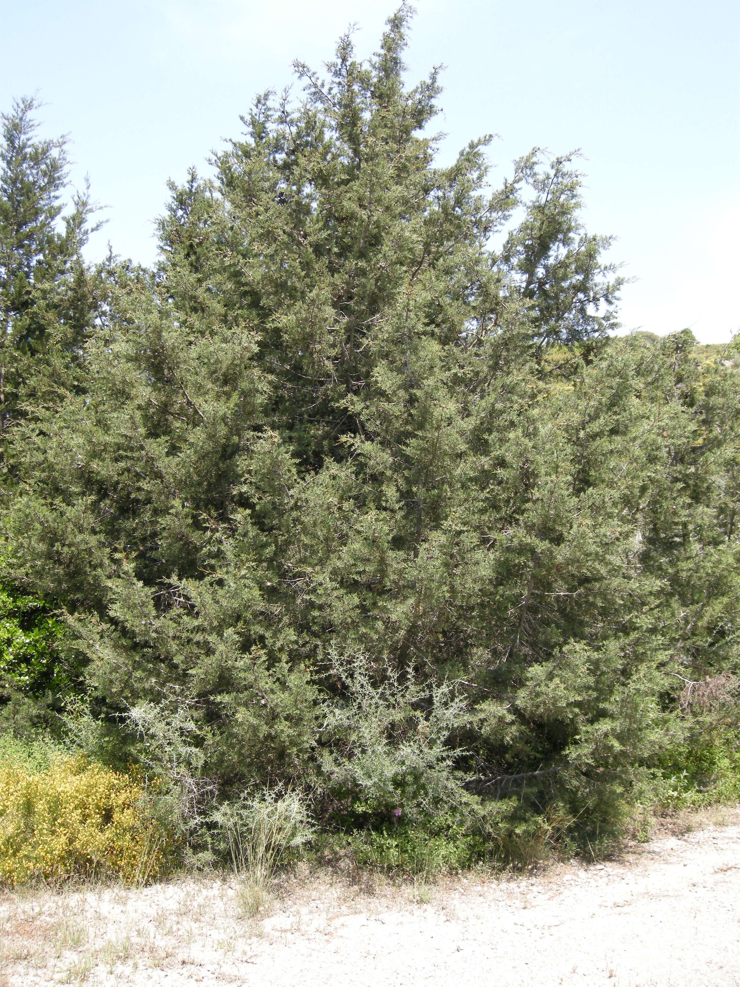 cupressus_sempervirens4bmd