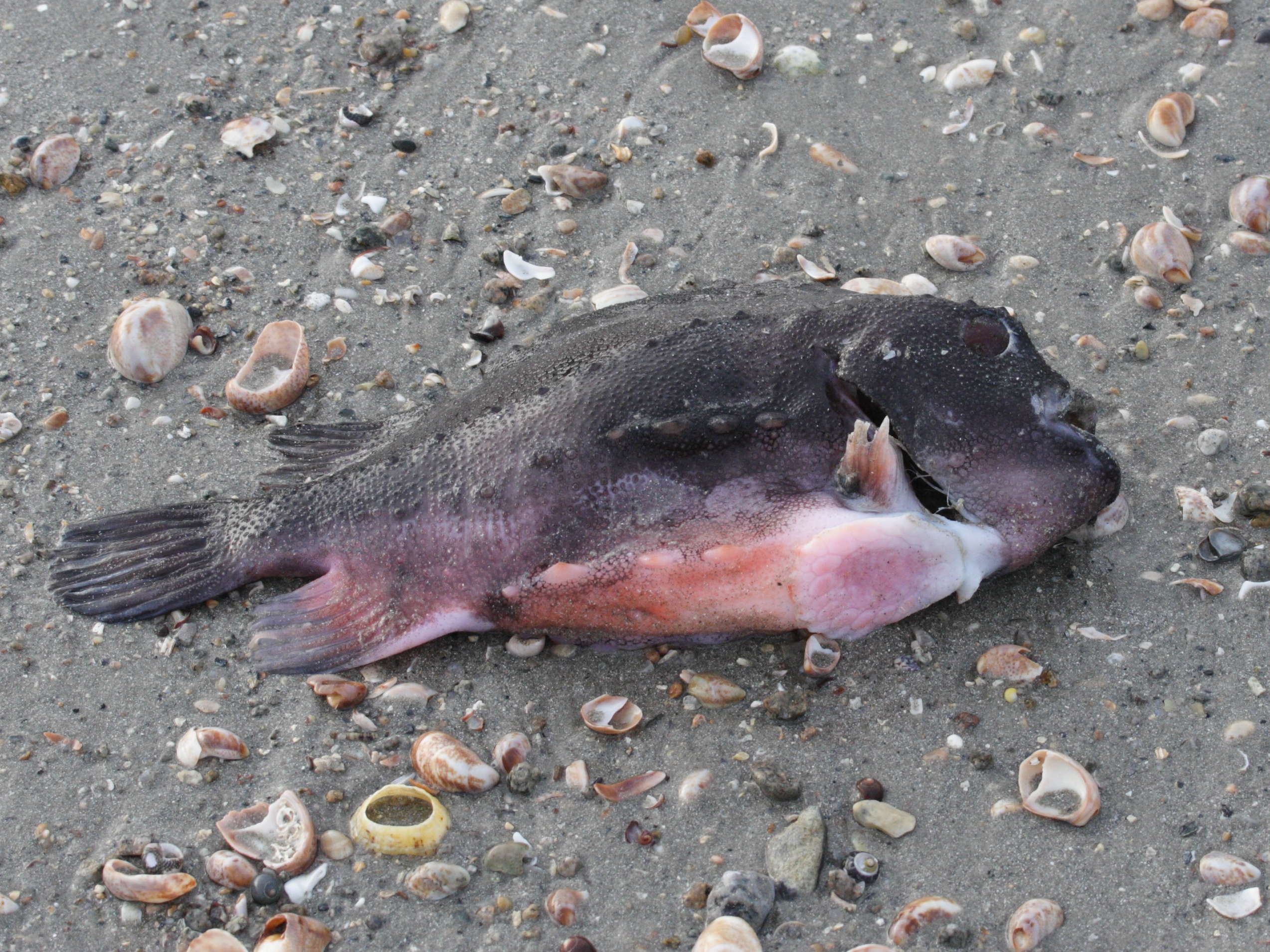 cyclopterus_lumpus2md