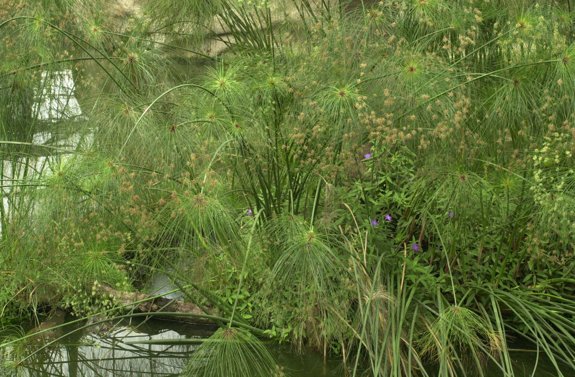 Afficher le média cyperus_papyrus1md cyperus_papyrus1md