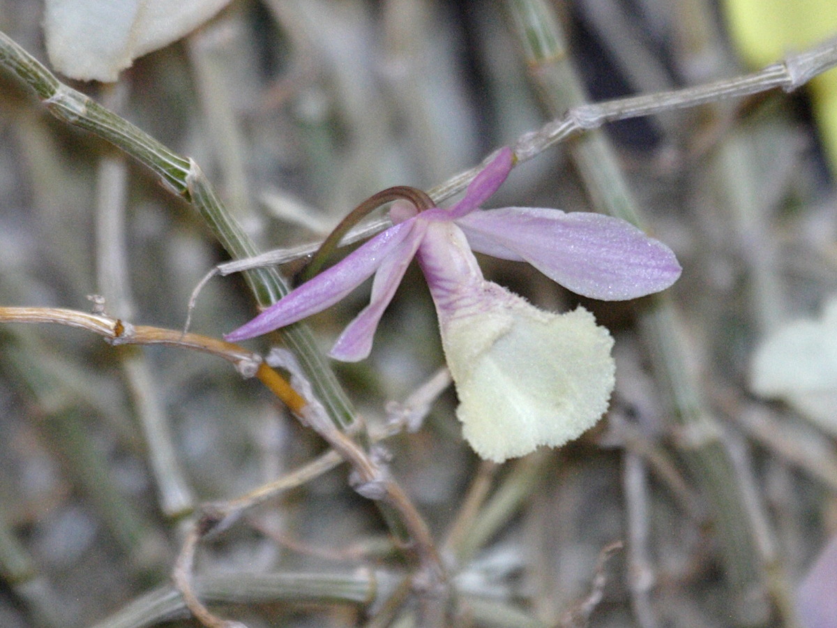Dendrobium_cucullatum