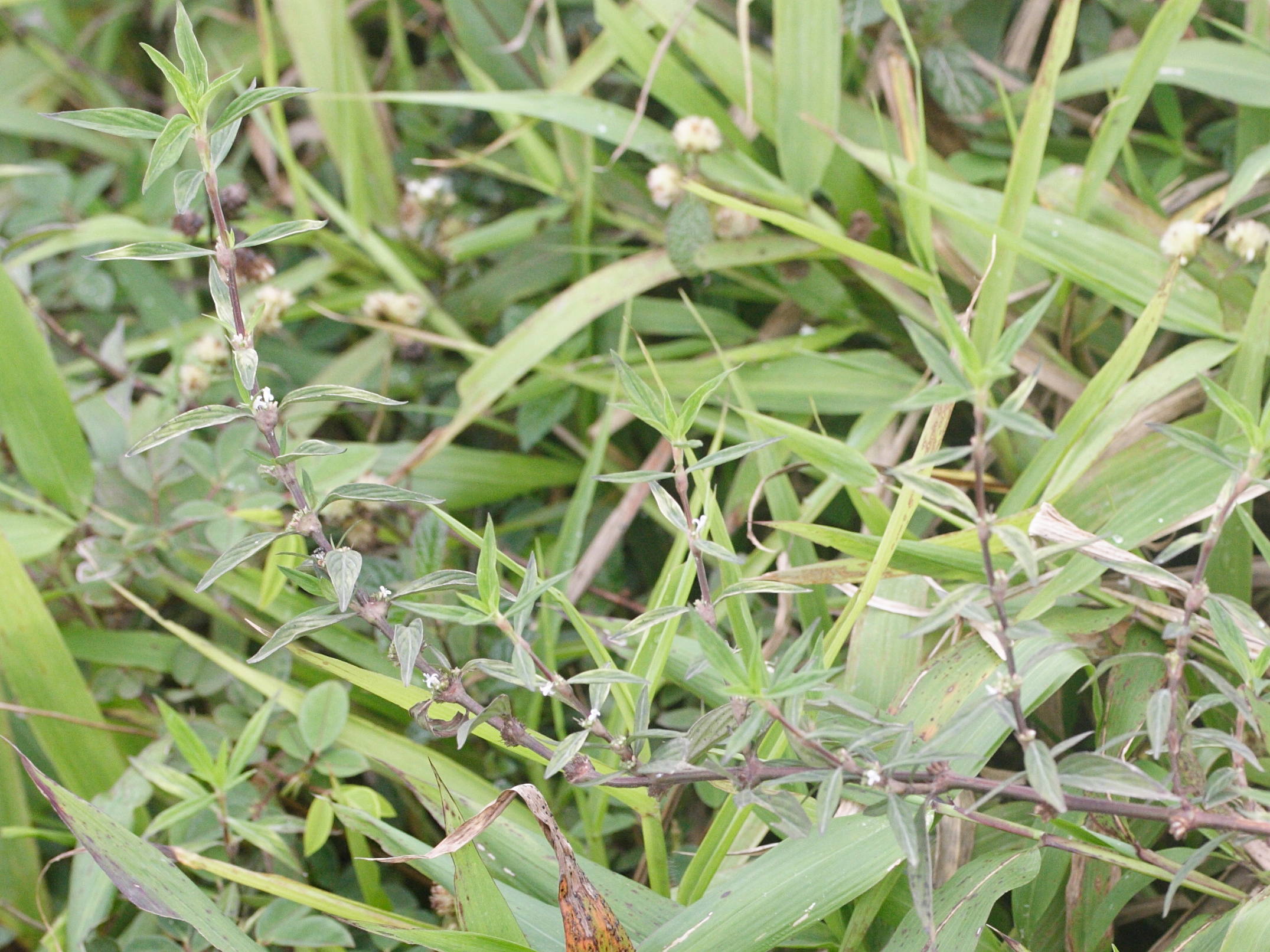 diodia_ocymifolia1md