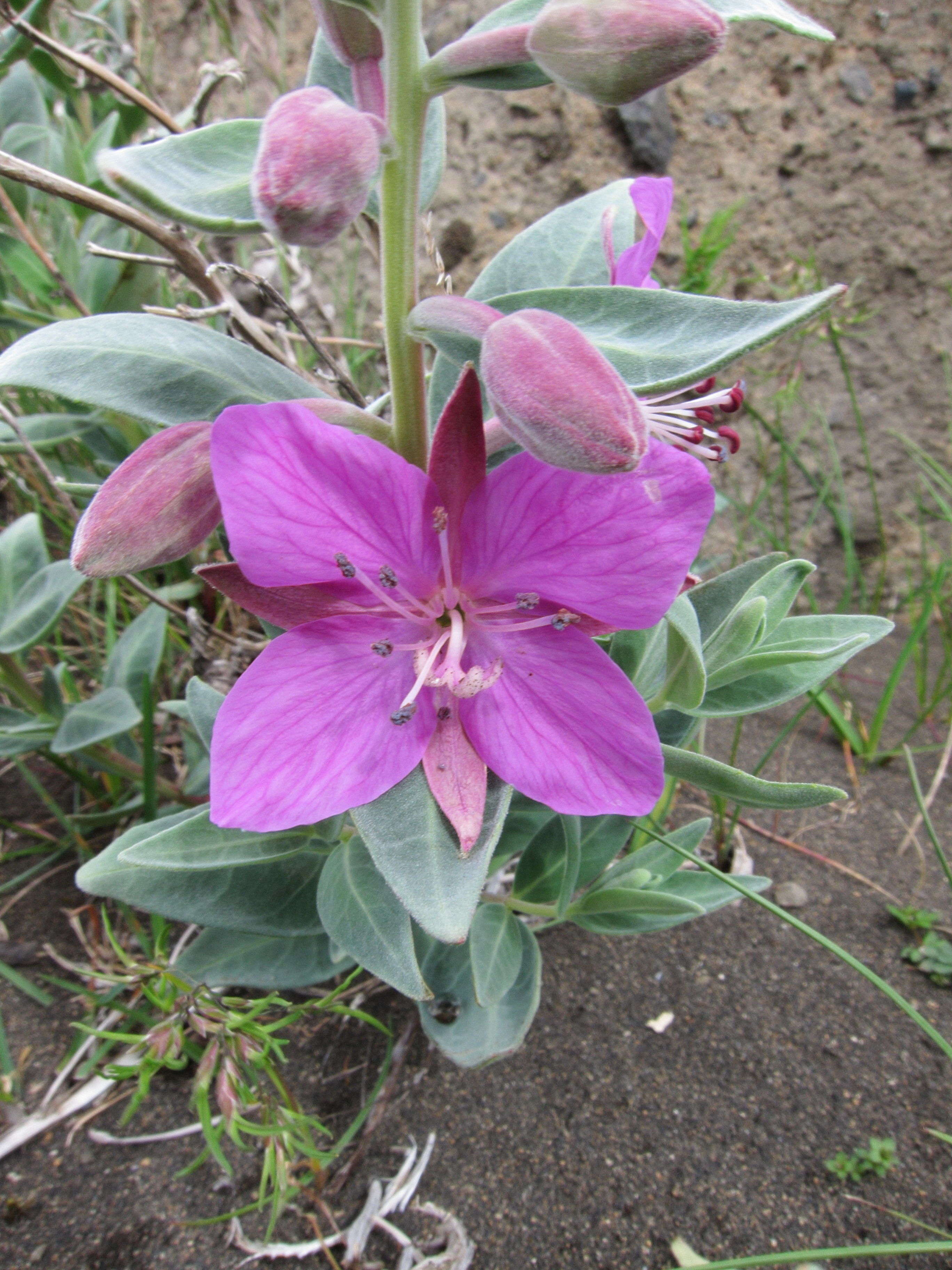 epilobium_latifolium2sd