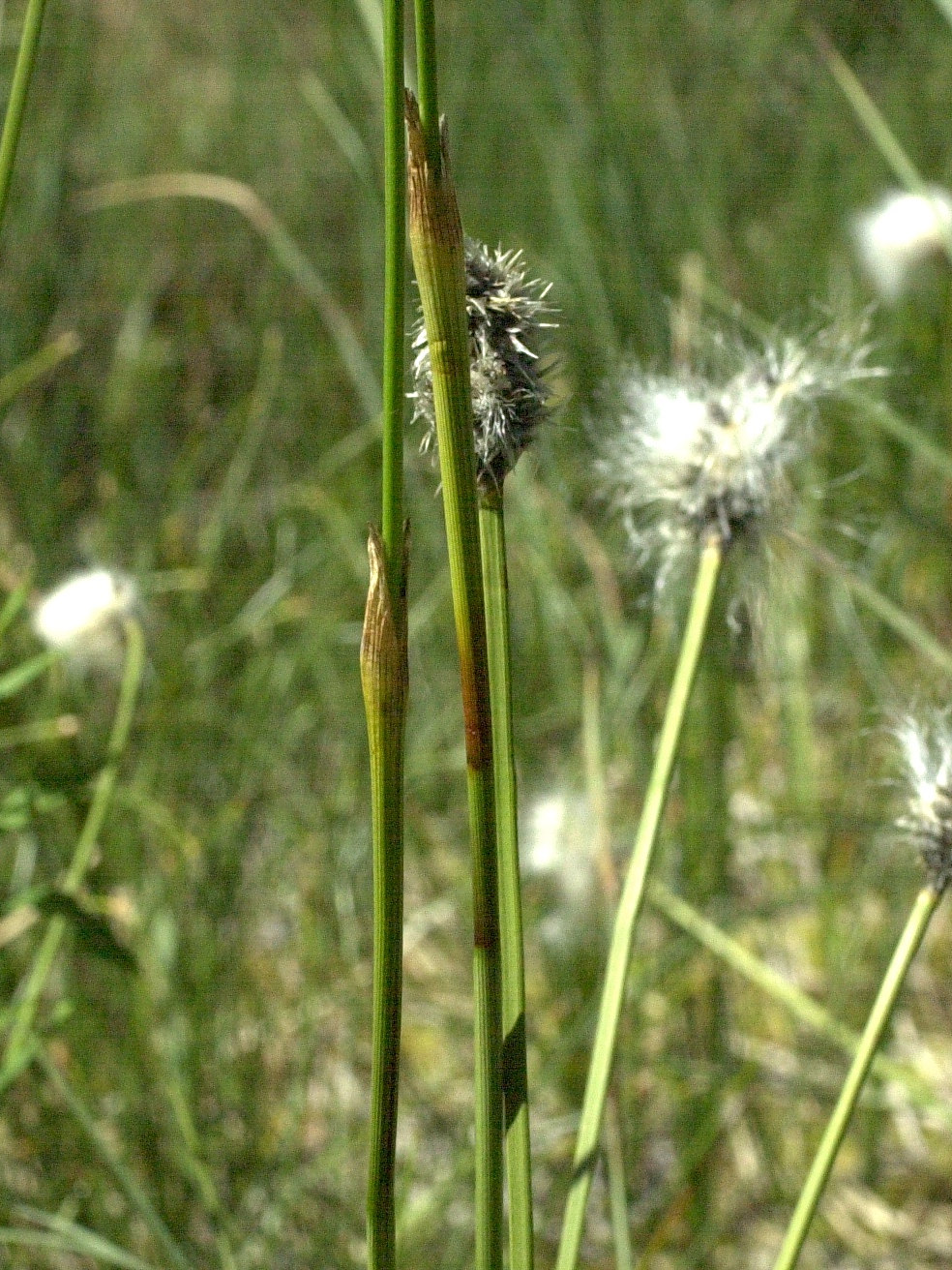 eriophorum_vaginatum3bmd