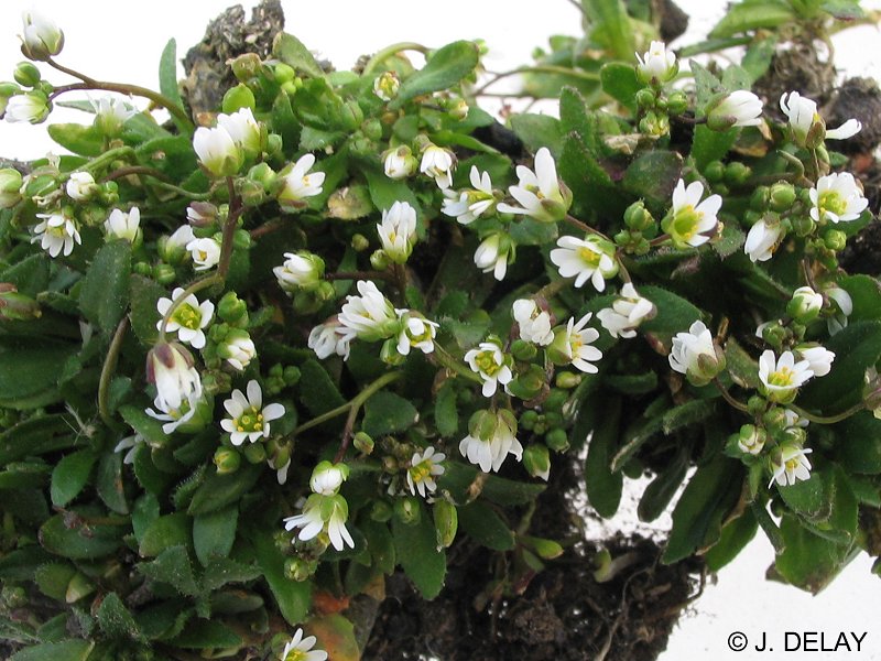 erophila_verna_spatulata1jd