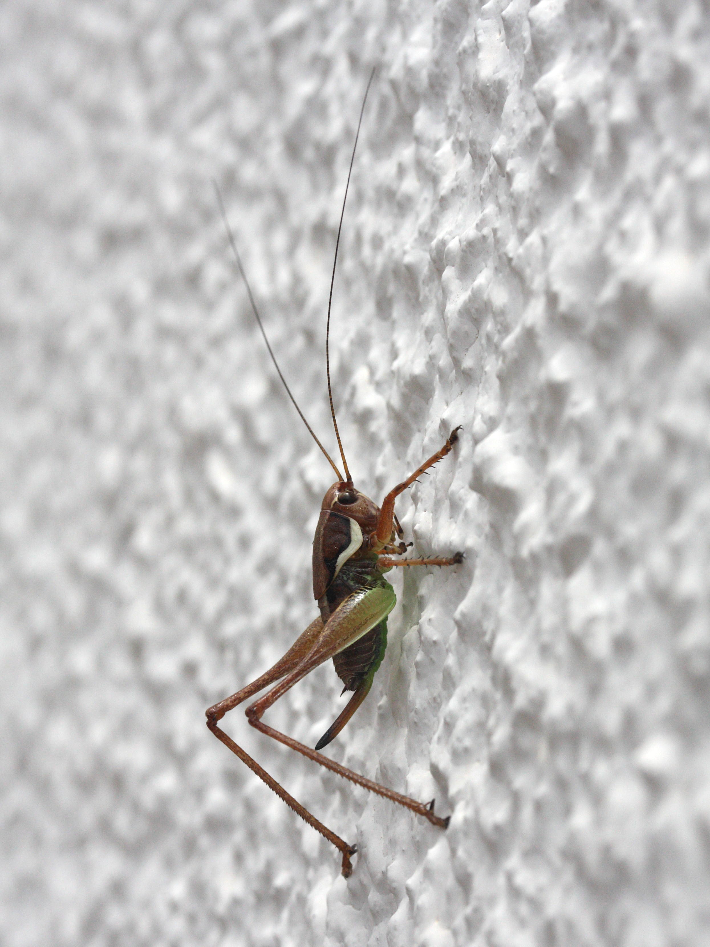 eupholidoptera_smyrnensis2md