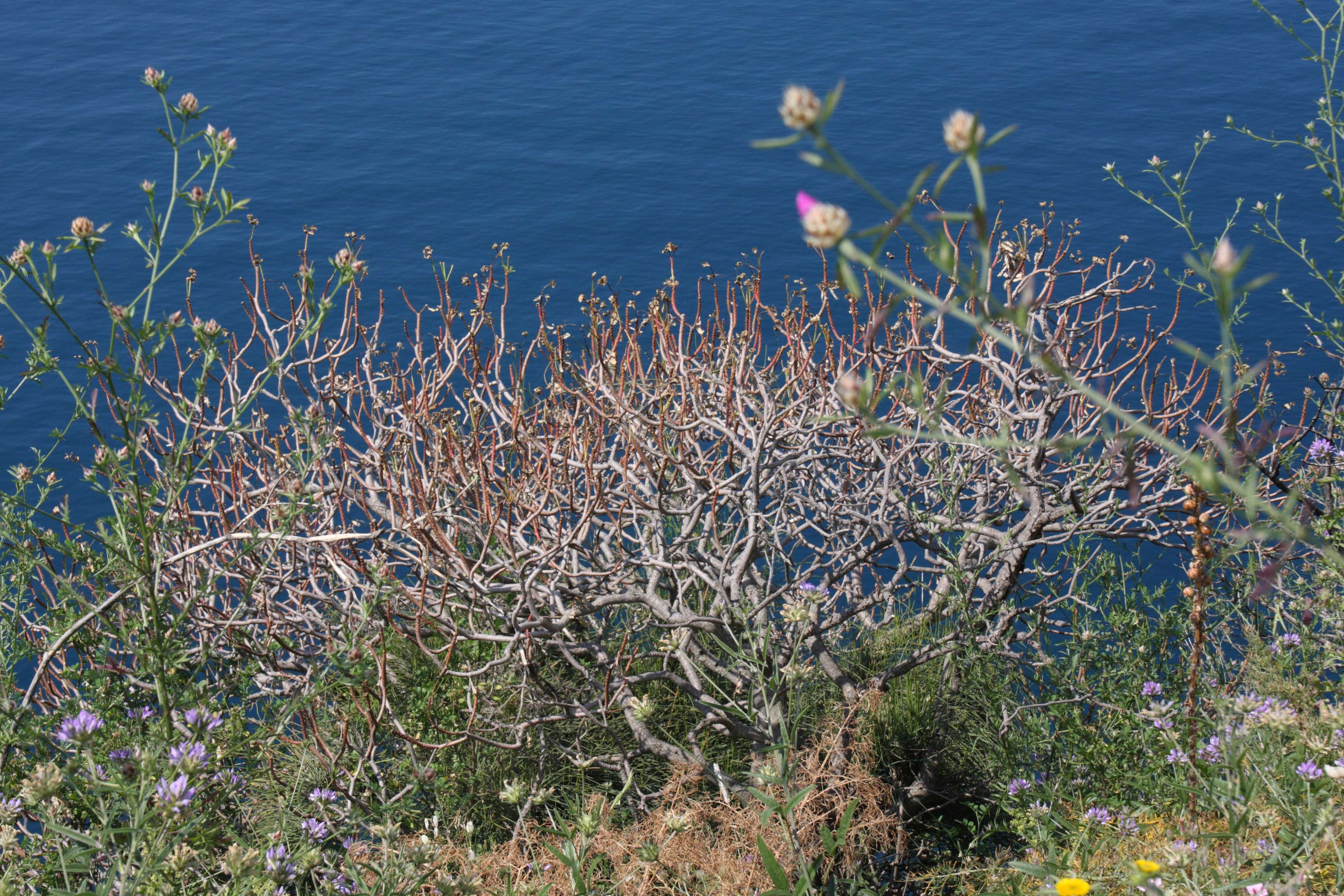 euphorbia_dendroides6bd