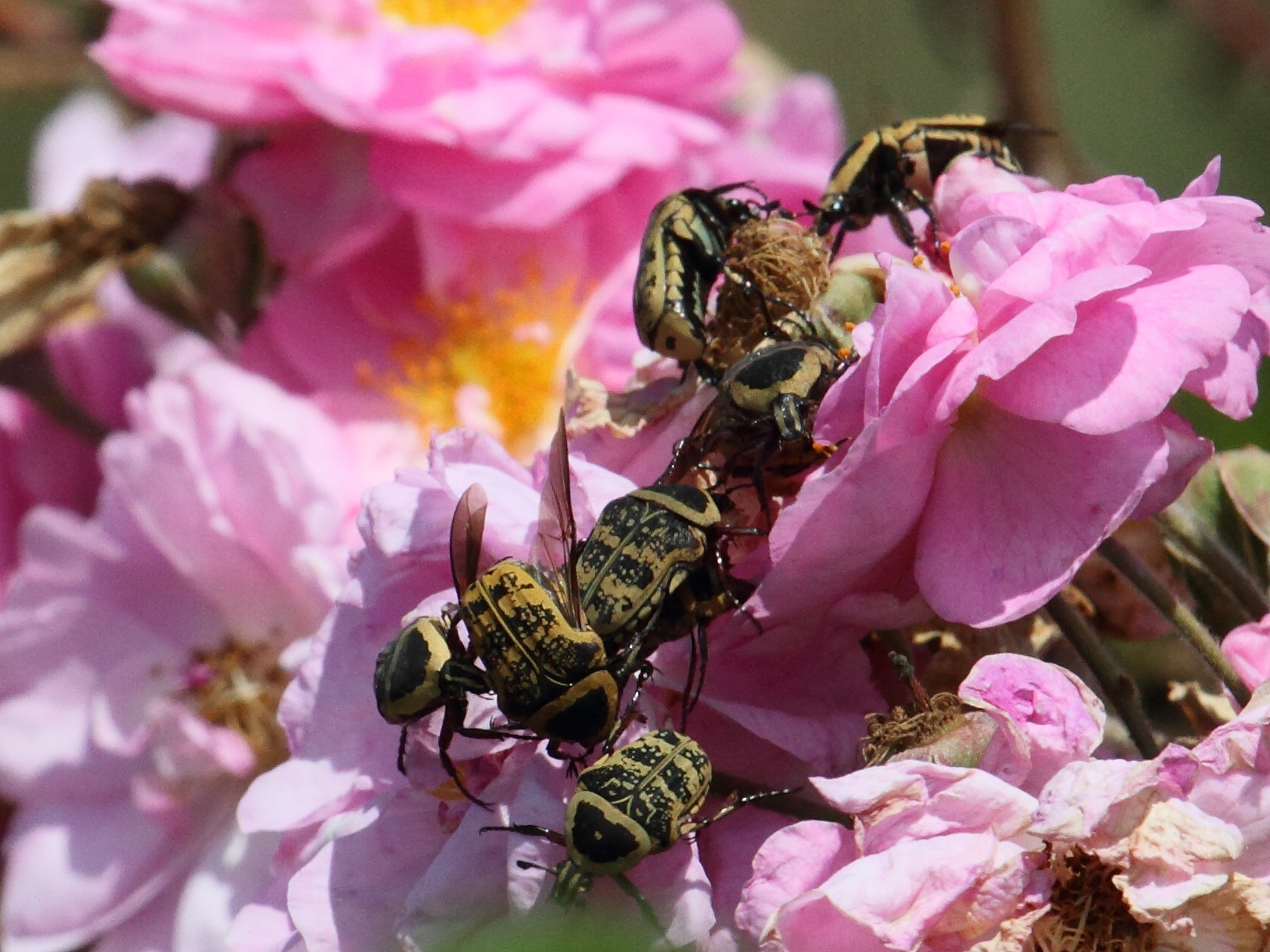 euryomia_argentea3bd