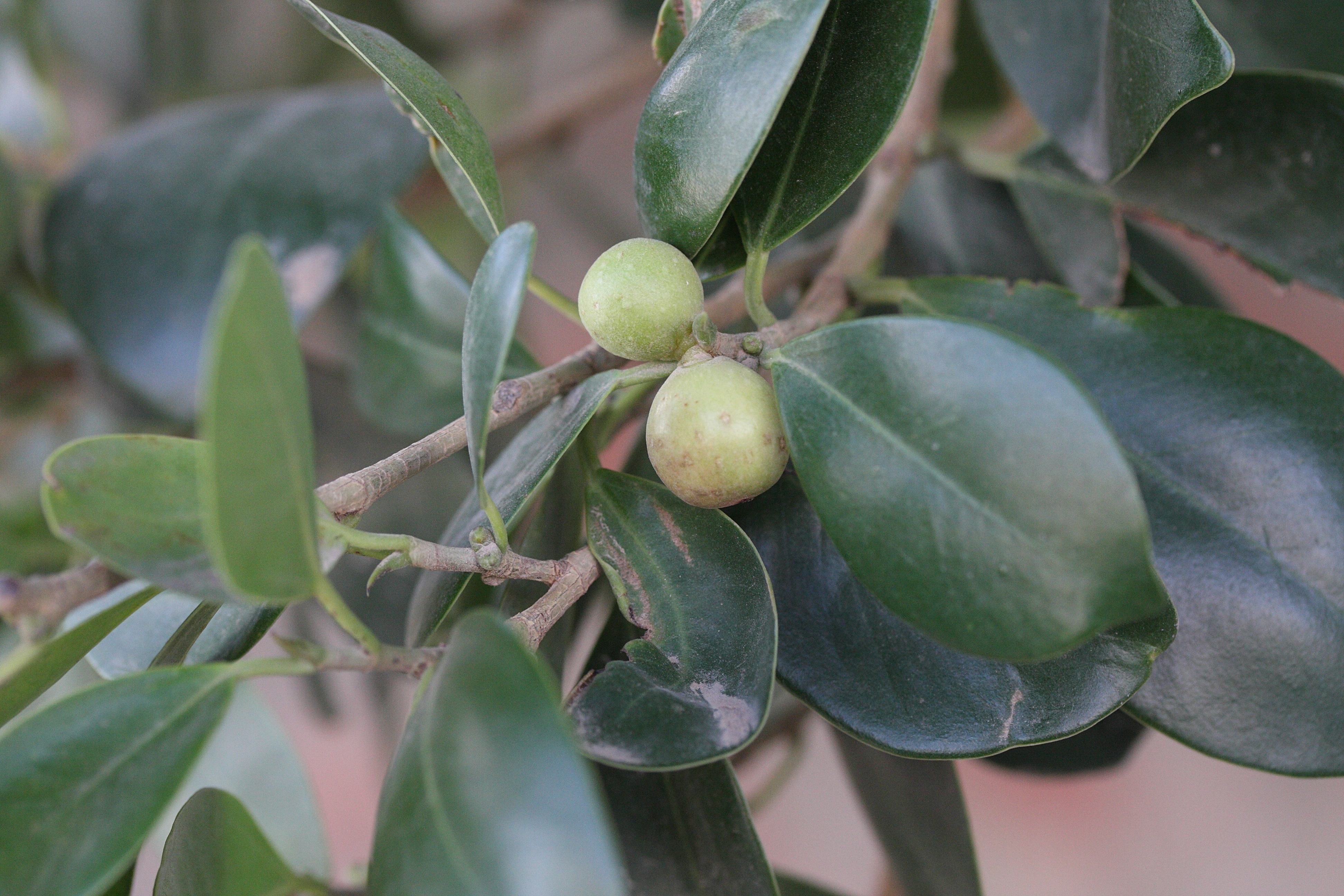 ficus_microcarpa1md