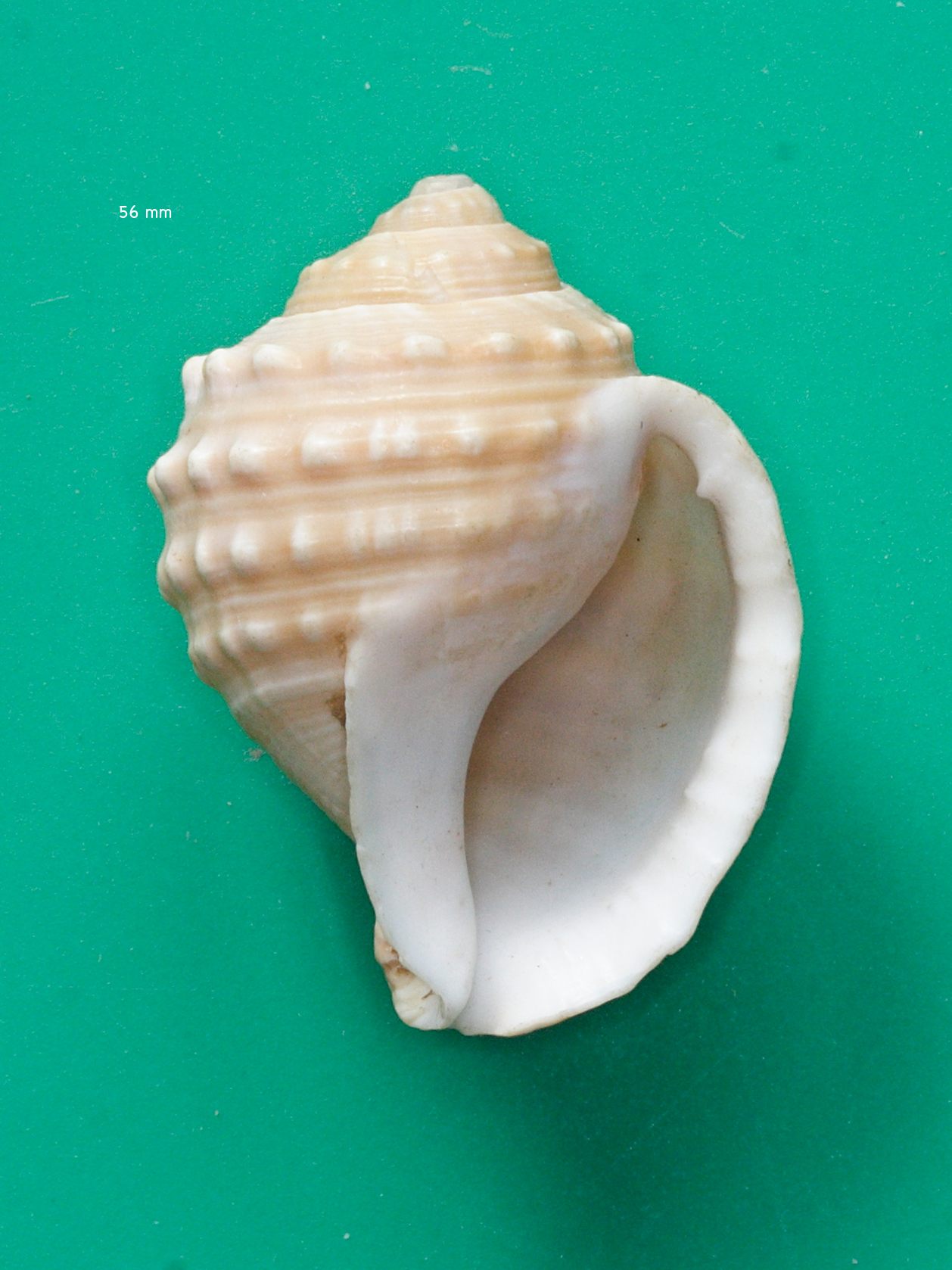 galeodea_echinophora2md