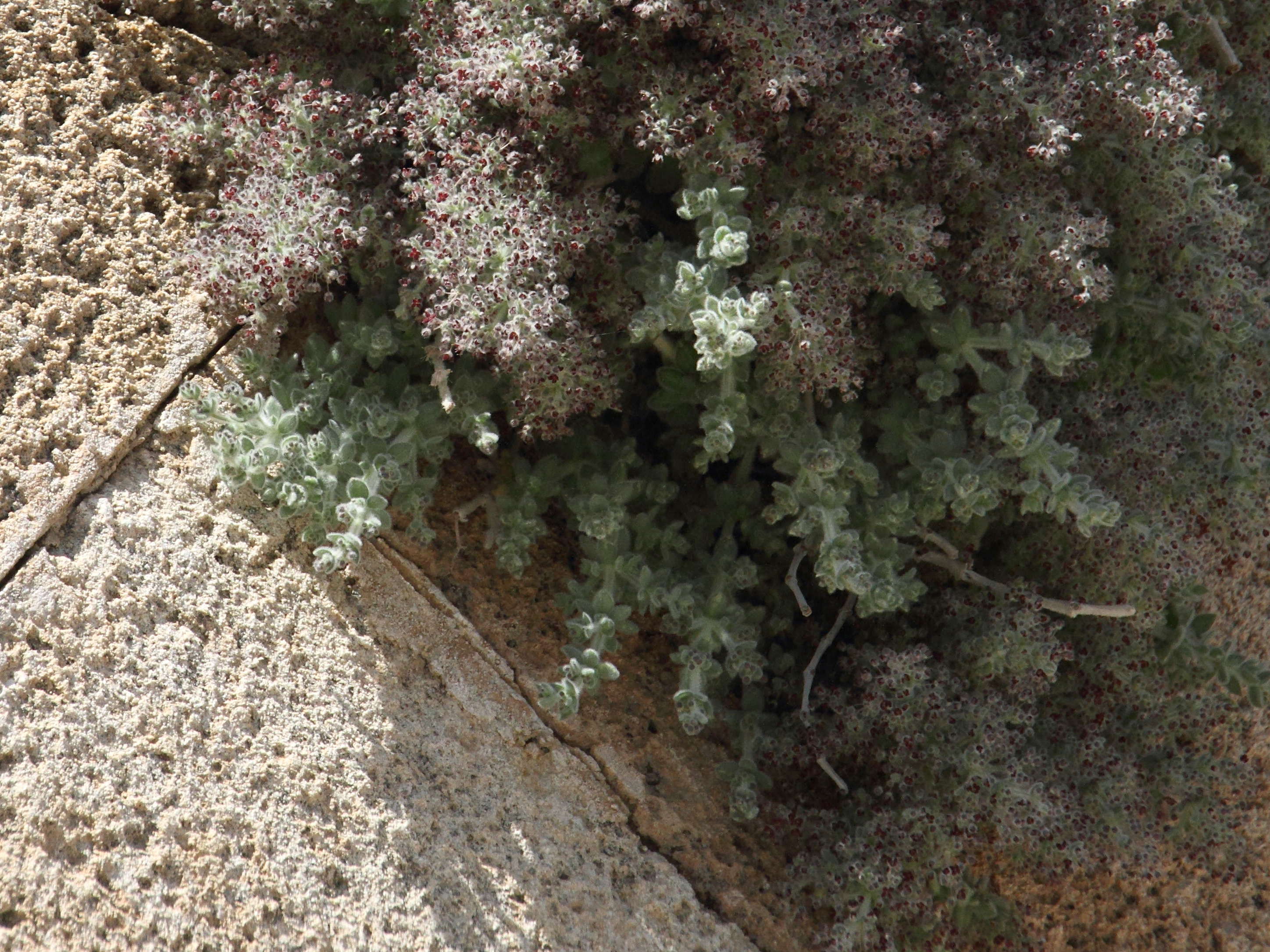 galium_canum_ovatum2bd