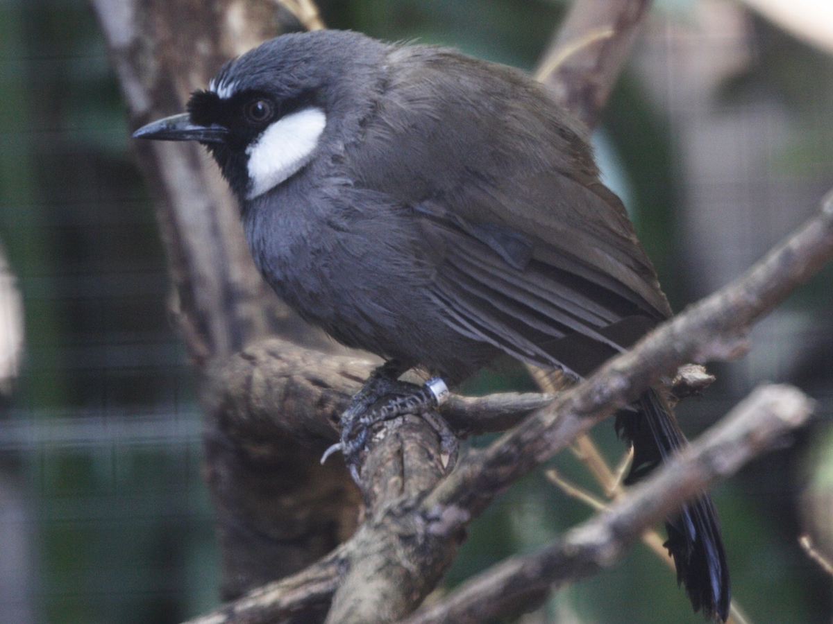 garrulaxe_a_joues_blanches_-_garrulax_chinensis2md