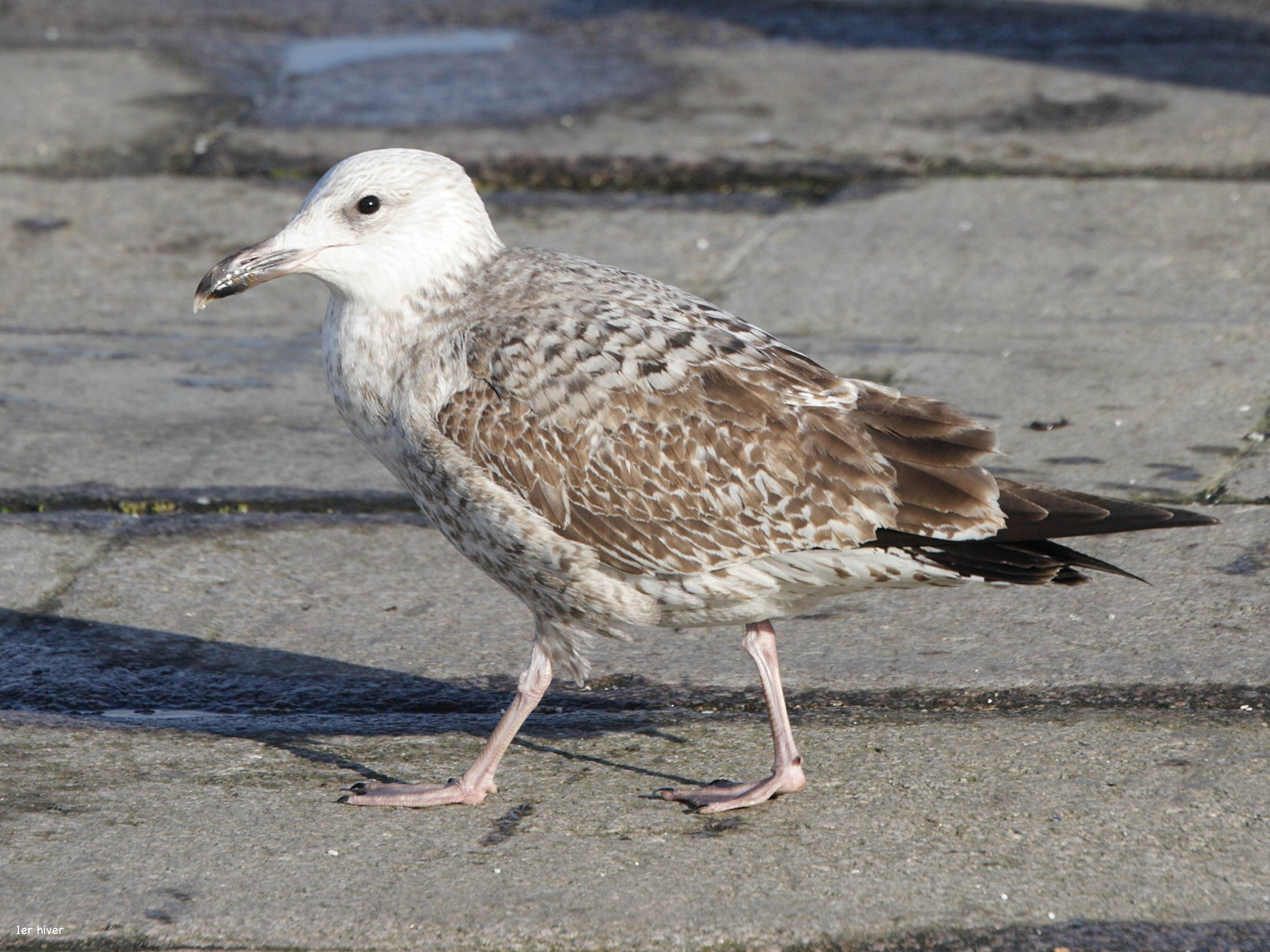 goeland_argente_-_larus_argentatus4md