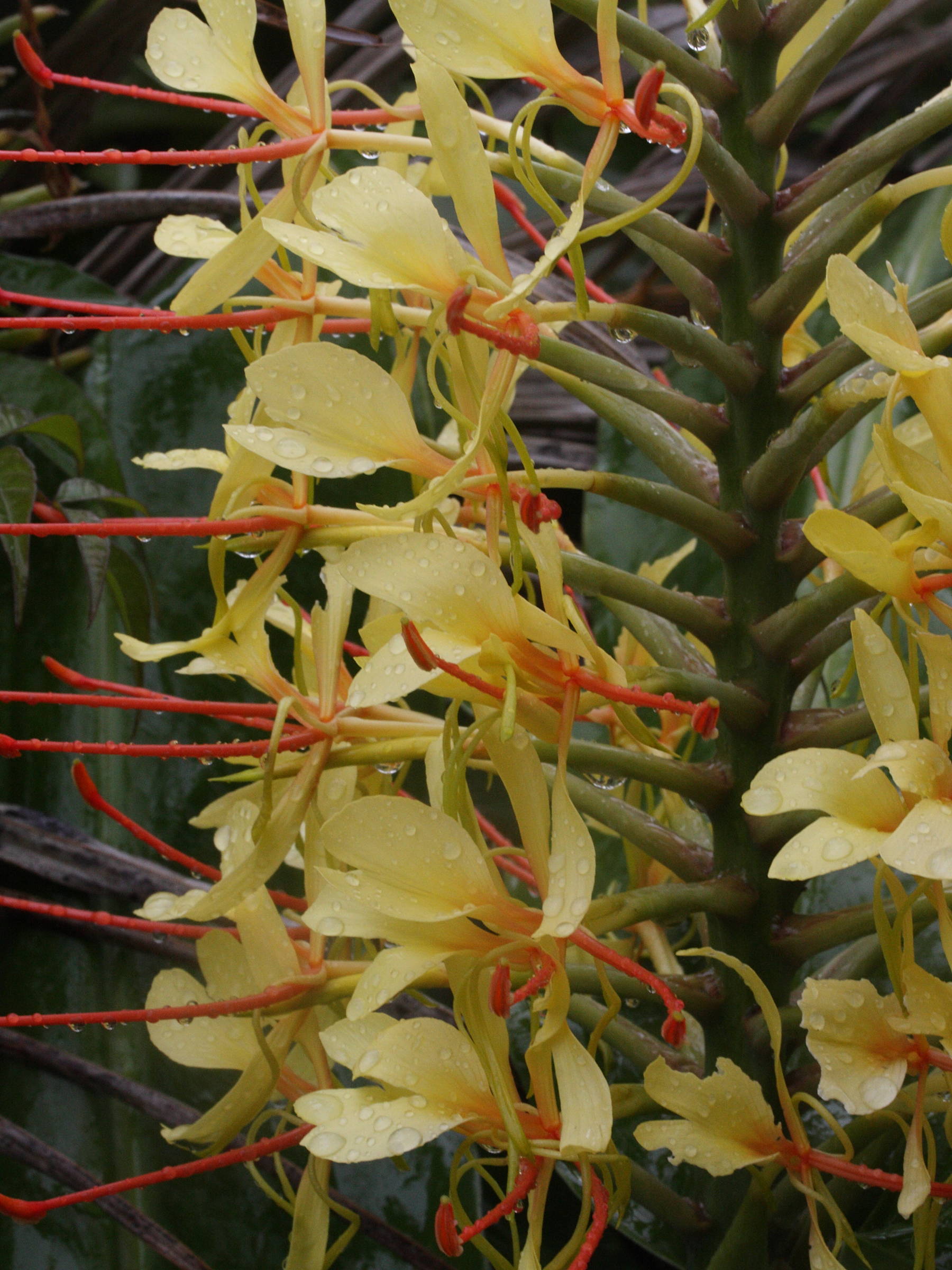 hedychium_gardnerianum2md
