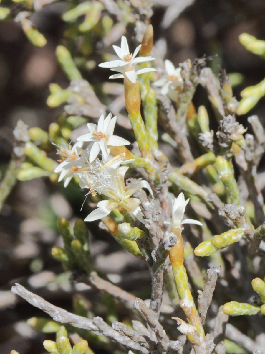 Afficher le média helichrysum_isalense3md helichrysum_isalense3md