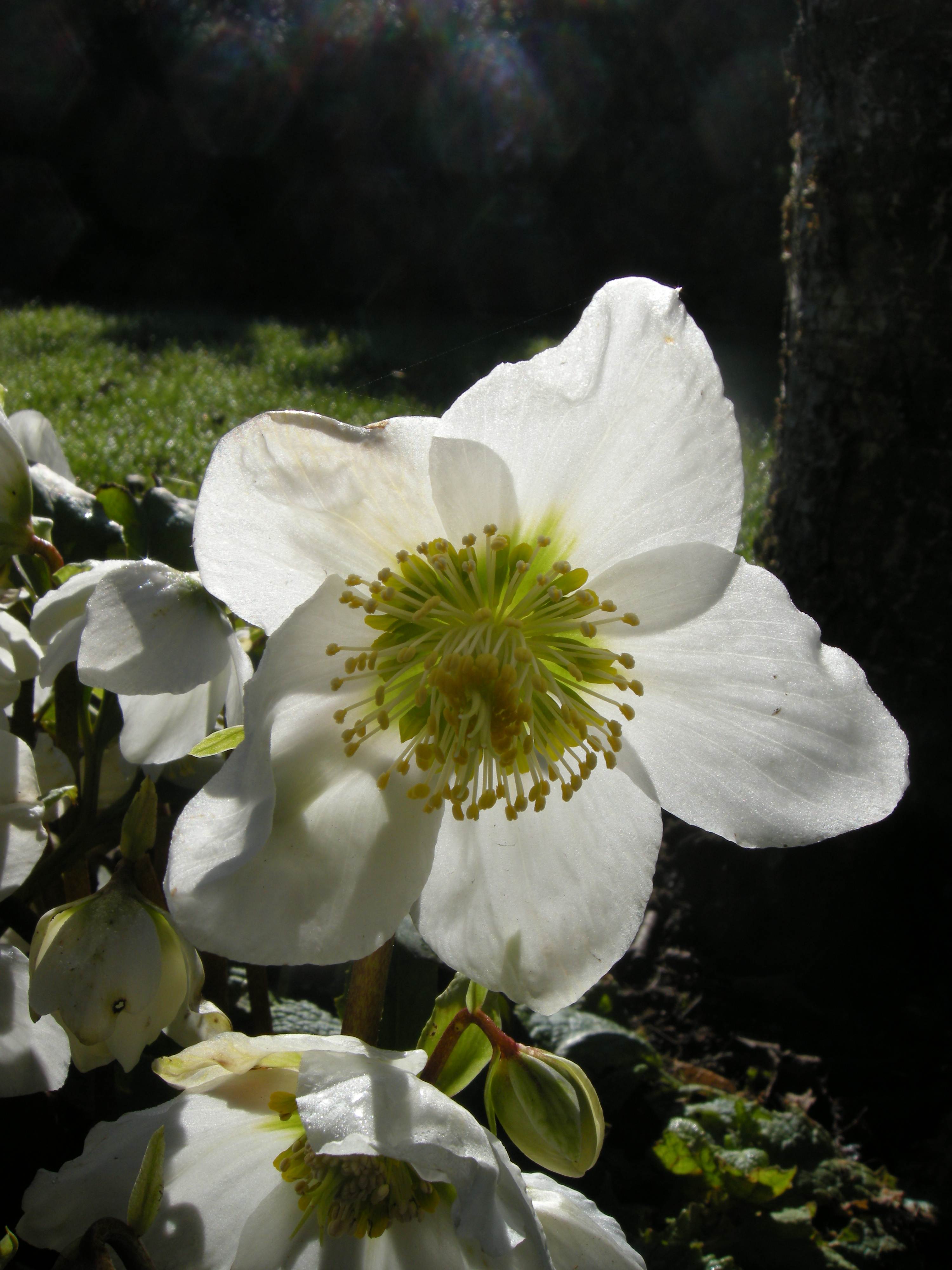 Afficher le média helleborus_niger3bmd helleborus_niger3bmd