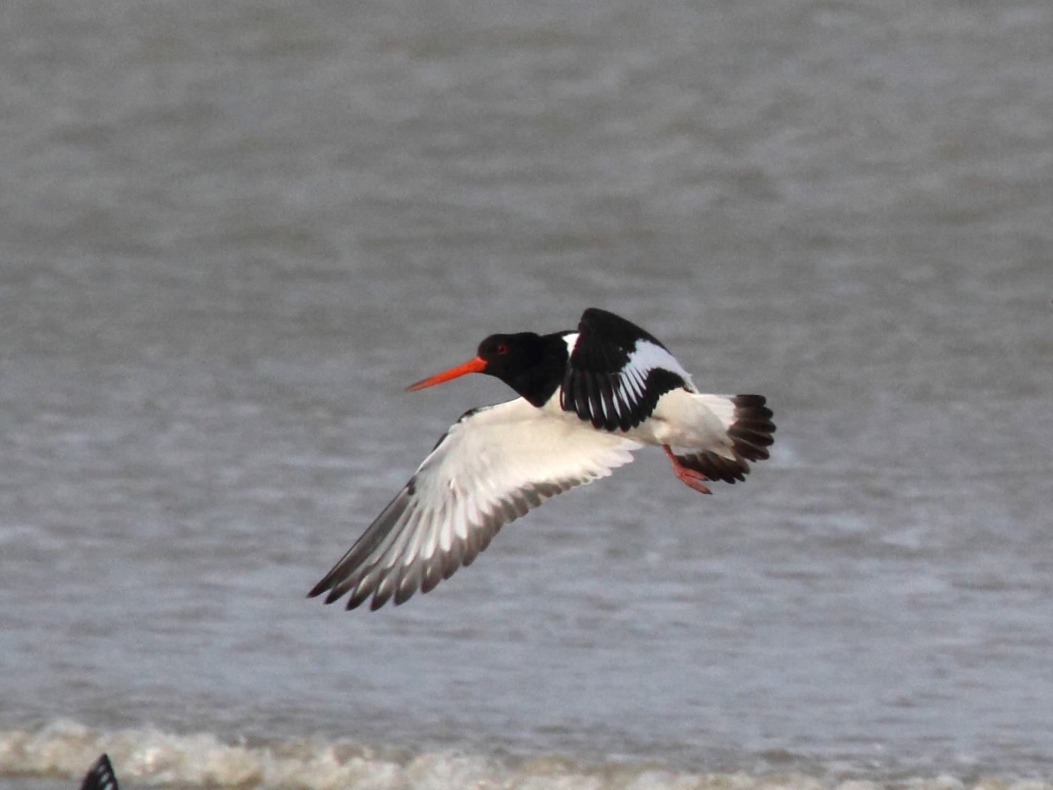 huitrier_pie_-_haematopus_ostralegus3bd