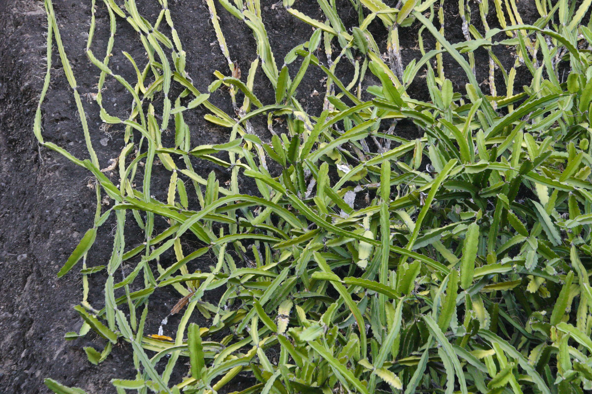 Afficher le média hylocereus_undatus2md hylocereus_undatus2md