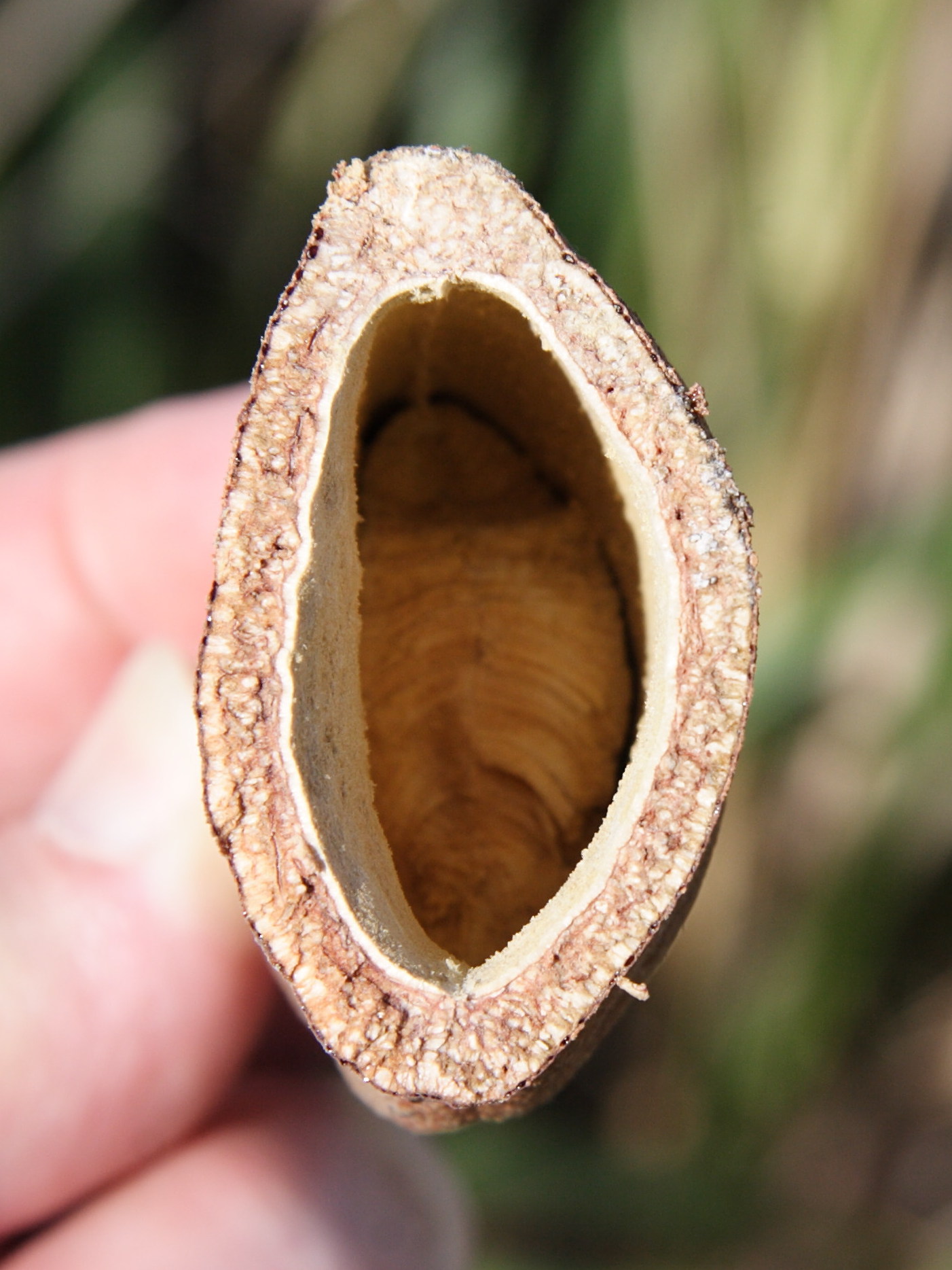 hymenaea_courbaril5md