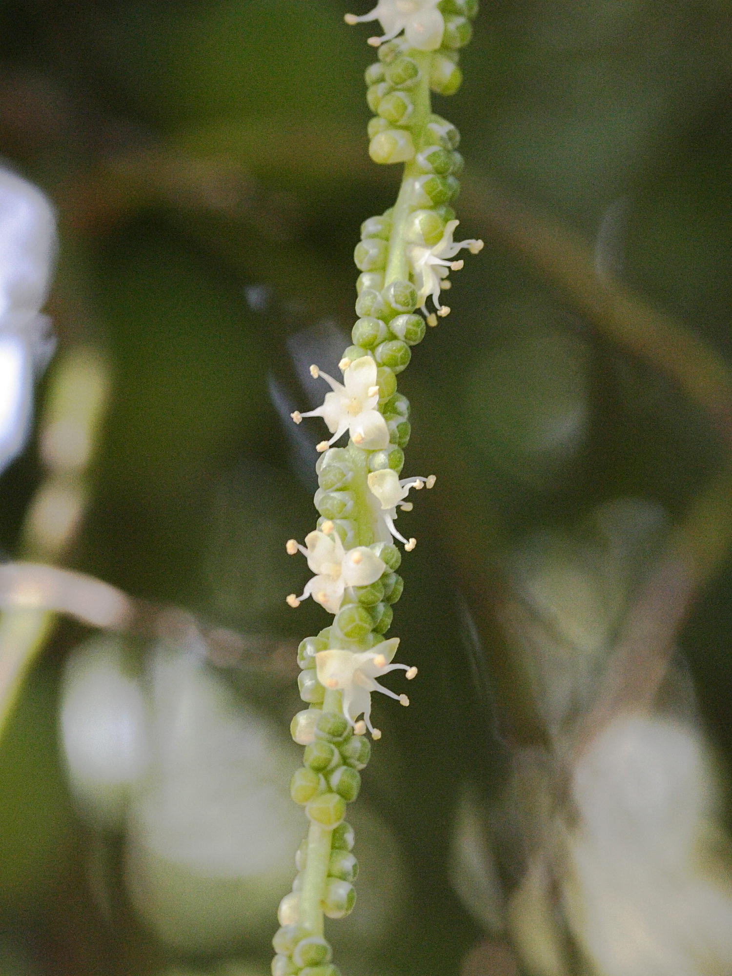 hyophorbe_lagenicaulis3md