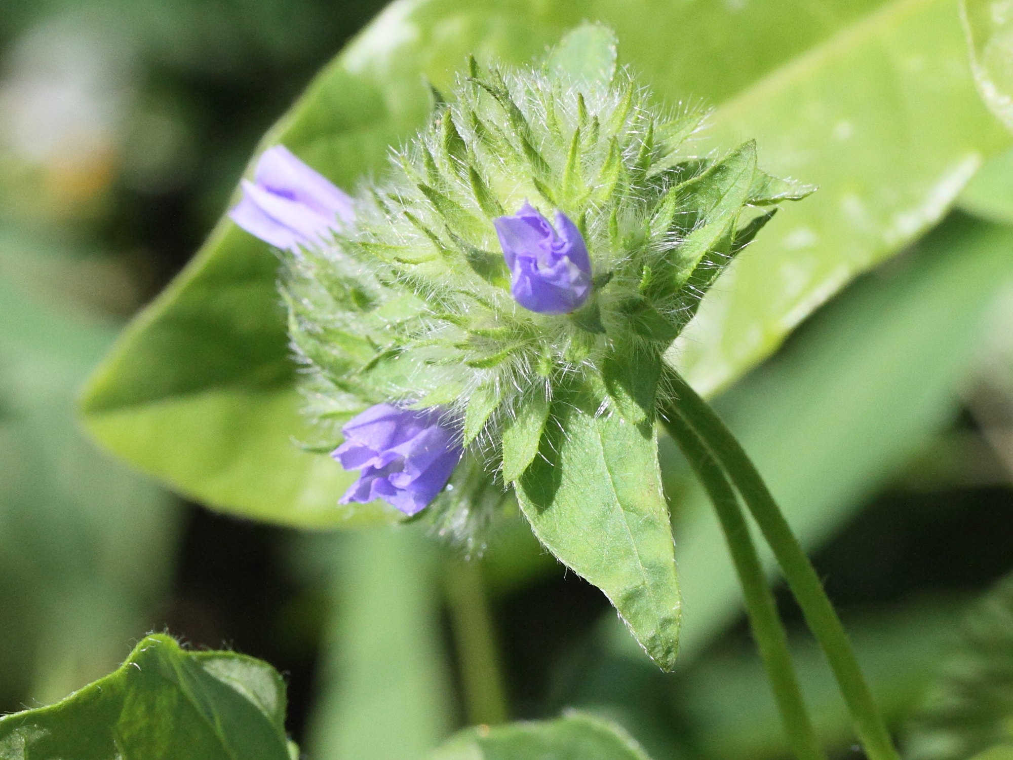jacquemontia_tamnifolia2md
