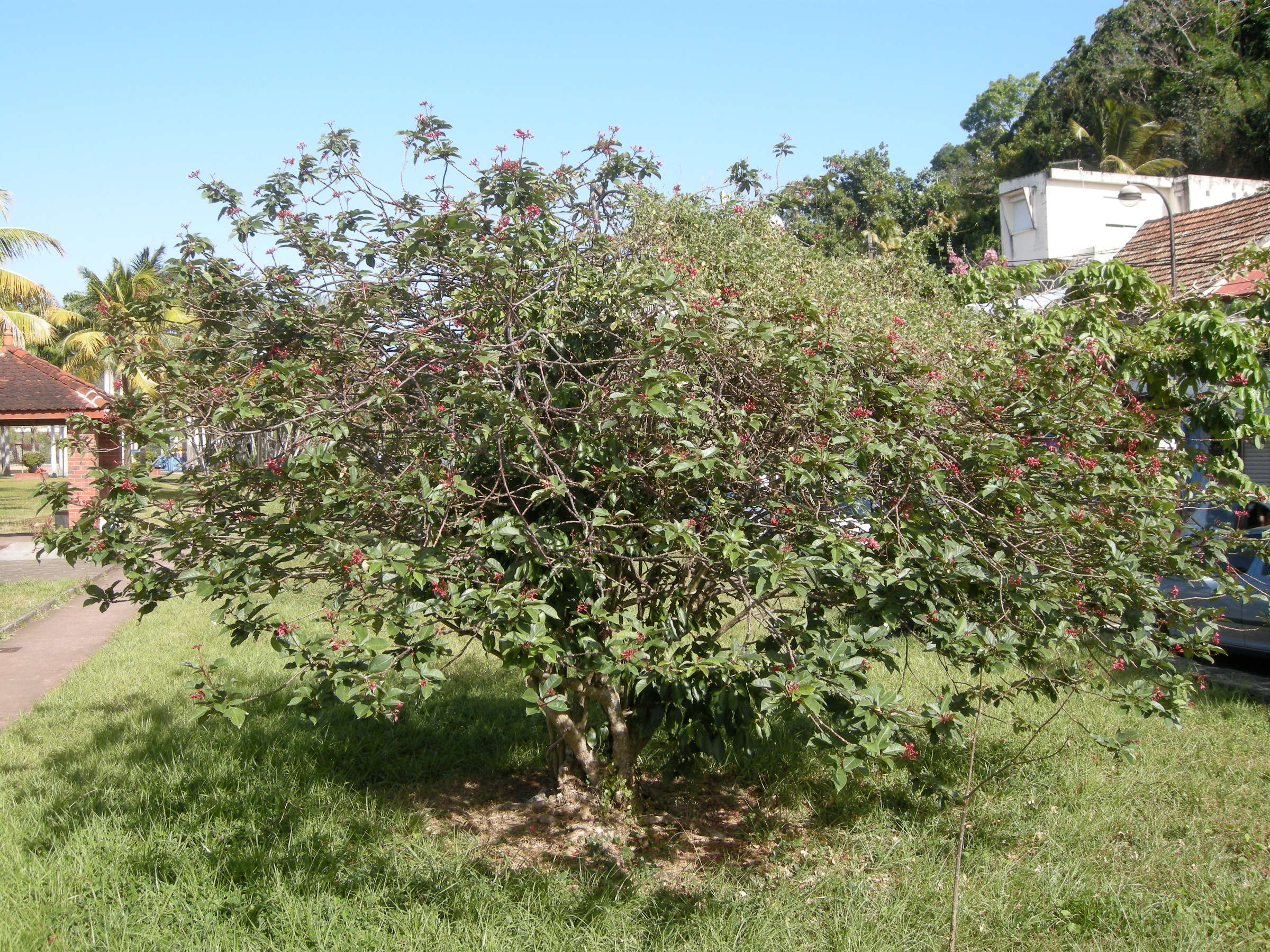 jatropha_integerrima7md