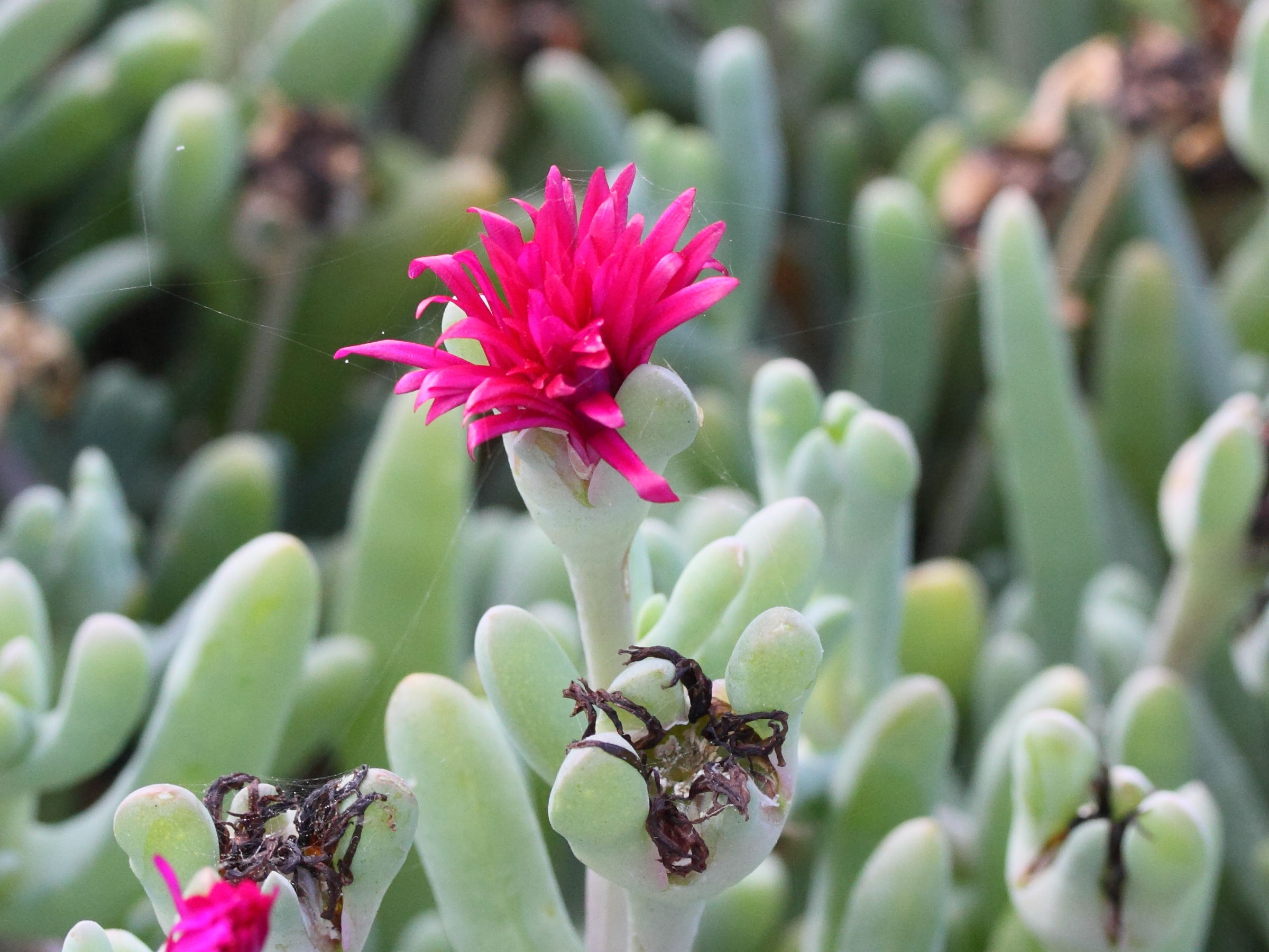 Afficher le média lampranthus_coccineus2md lampranthus_coccineus2md