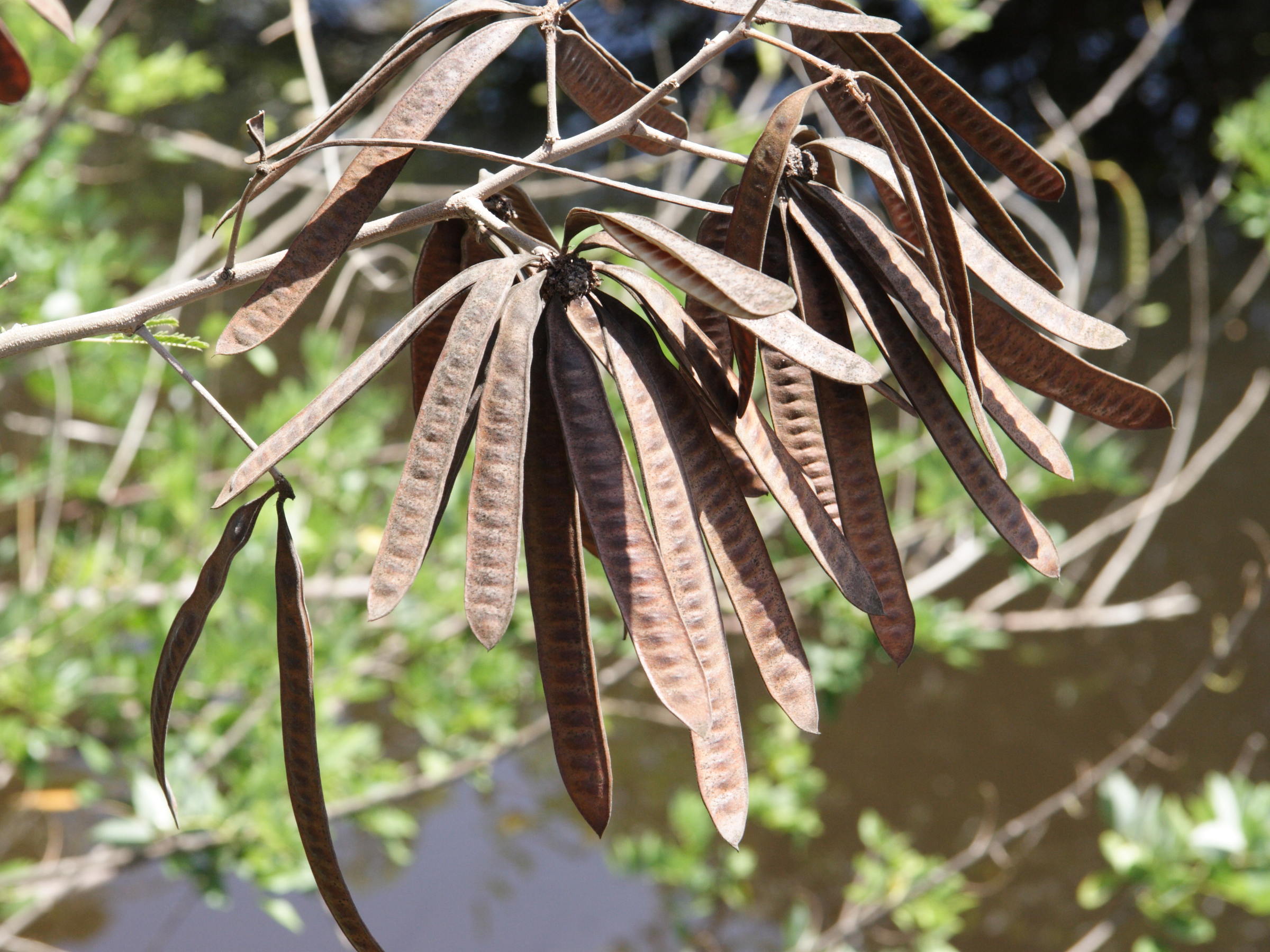 leucaena_leucocephala6md