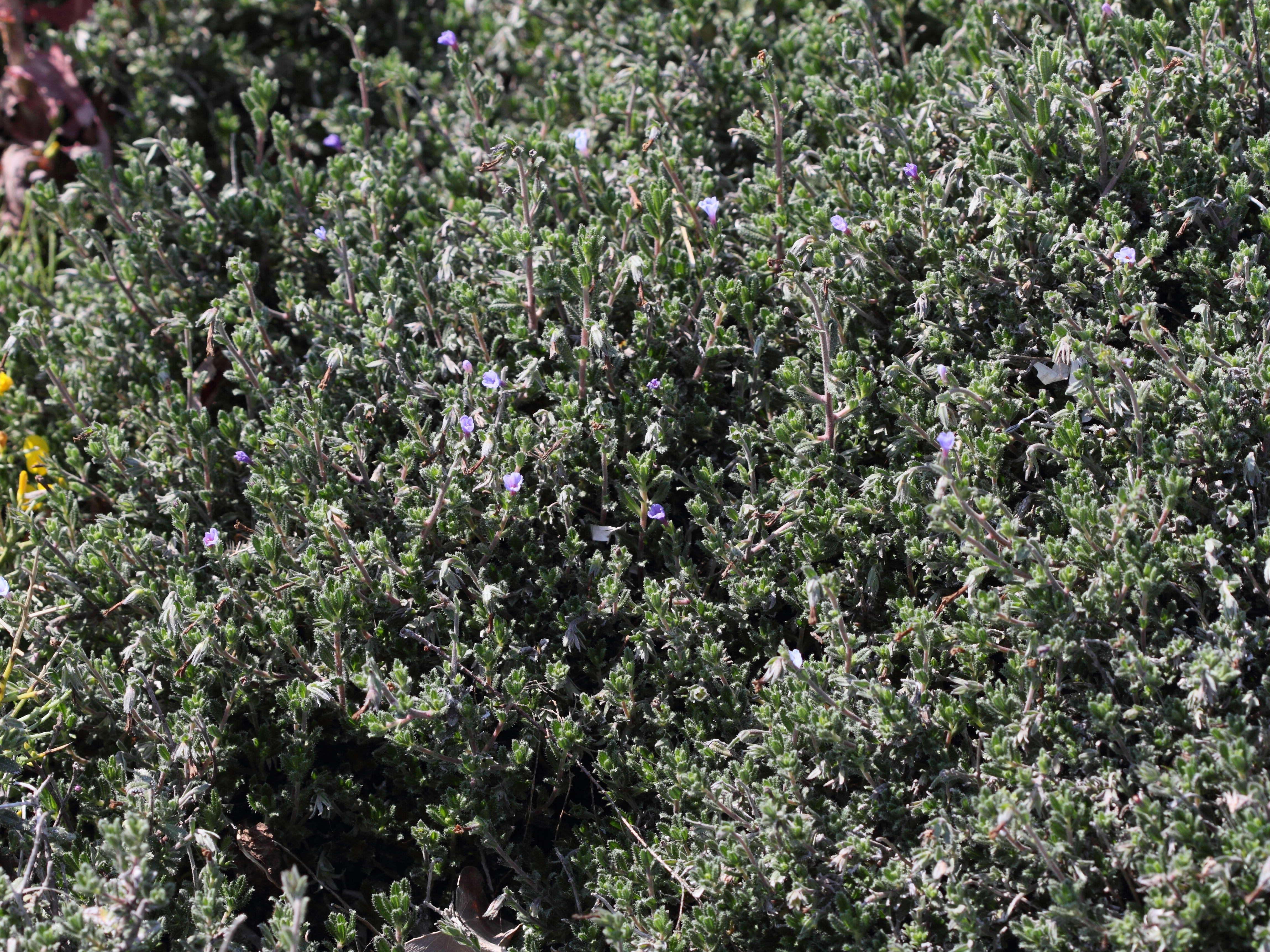 Afficher le média lithodora_hispidula1bd lithodora_hispidula1bd