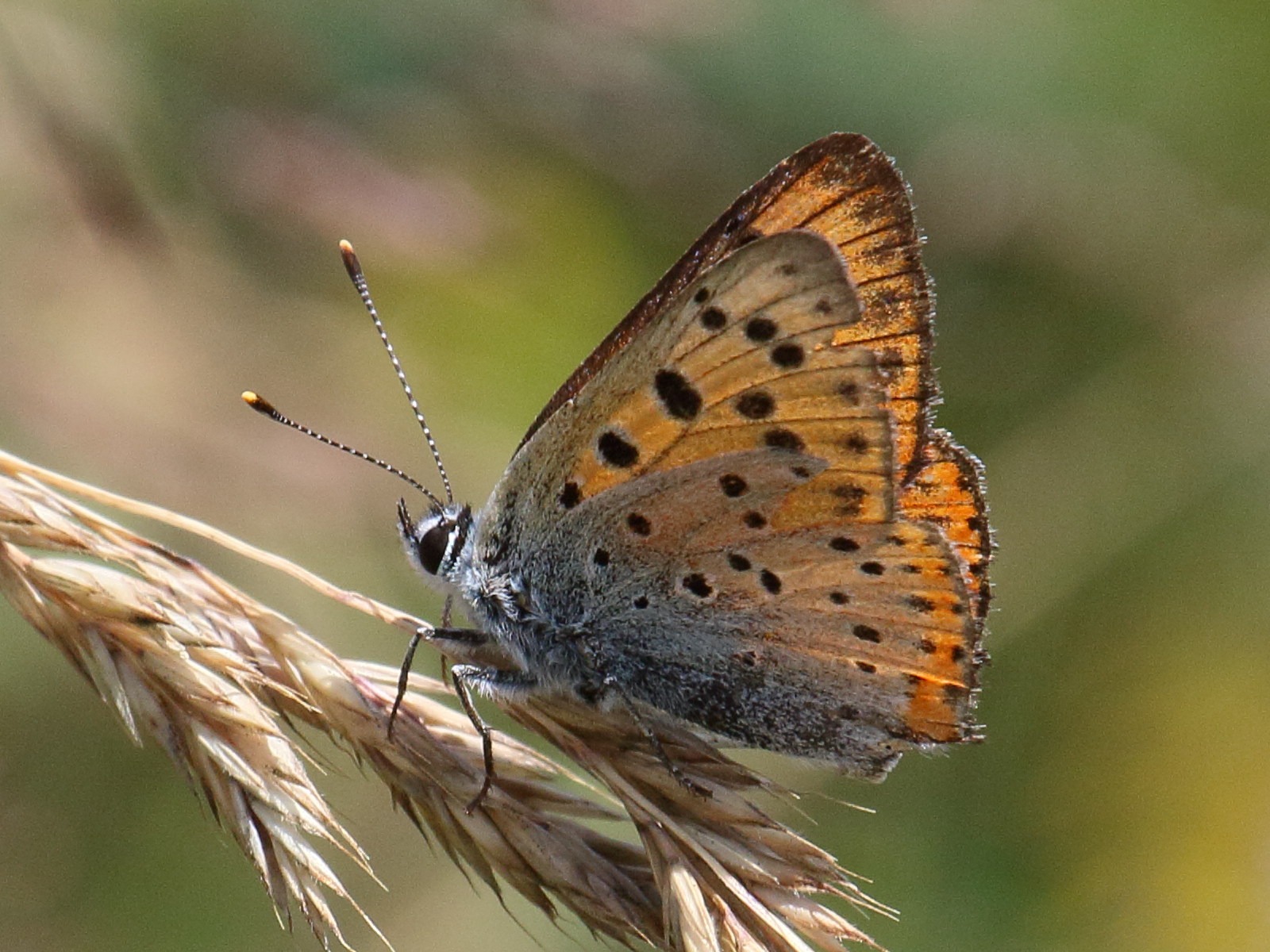lycaena_alciphron4bd