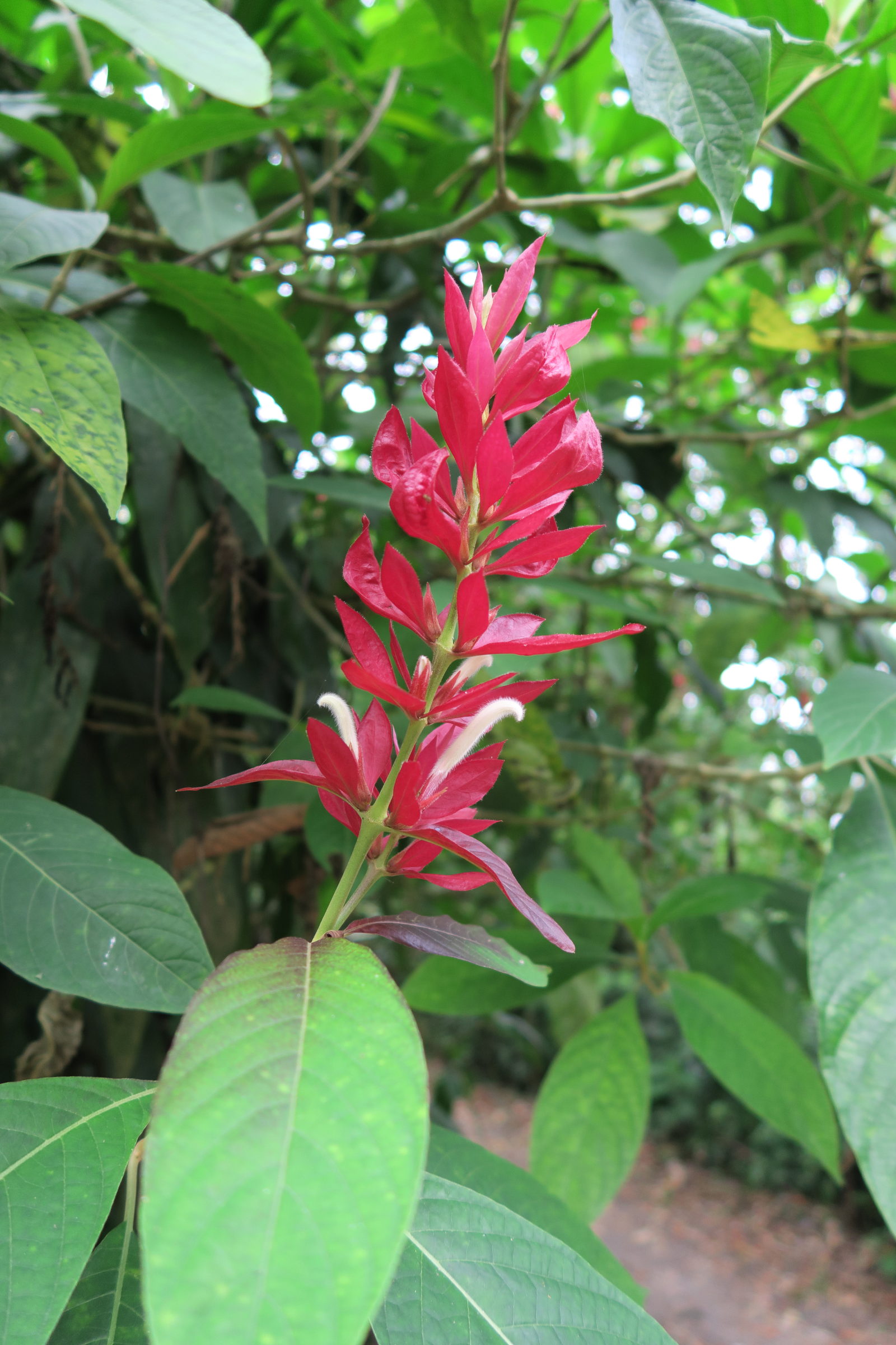 Afficher le média Magakepasma_erythrochlamys Magakepasma_erythrochlamys