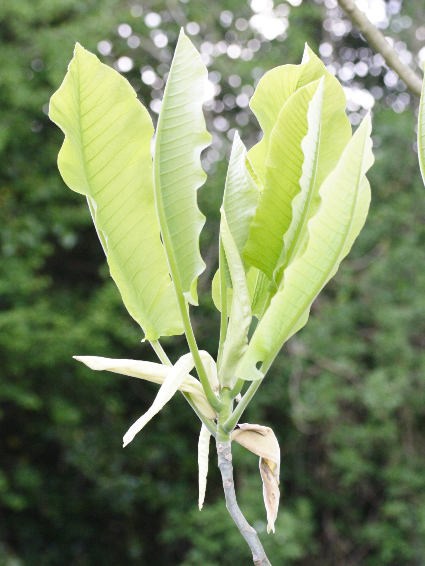 Afficher le média magnolia_macrophylla1md magnolia_macrophylla1md