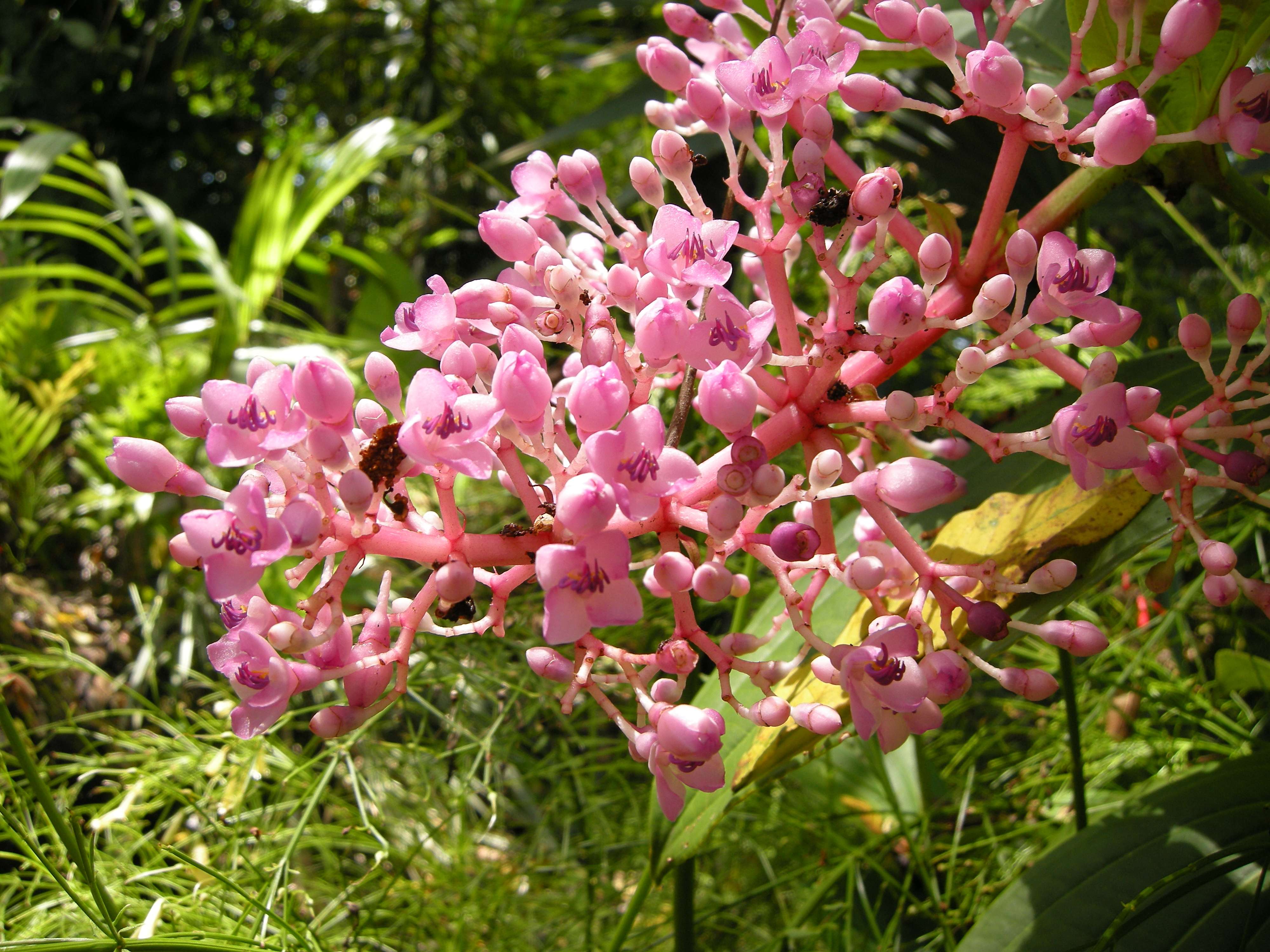medinilla_camilla2md