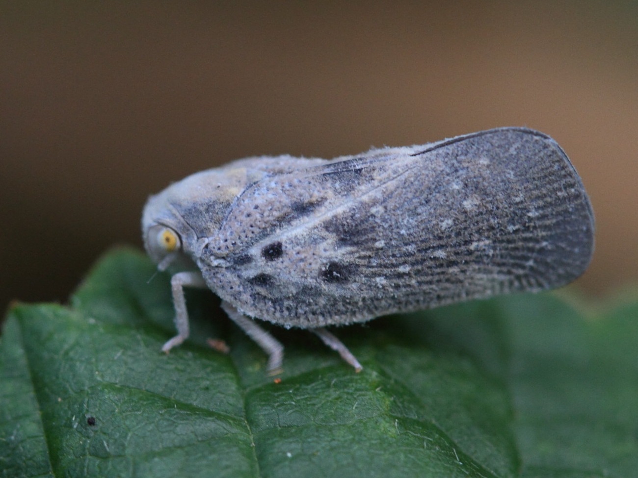 metcalfa_pruinosa1md