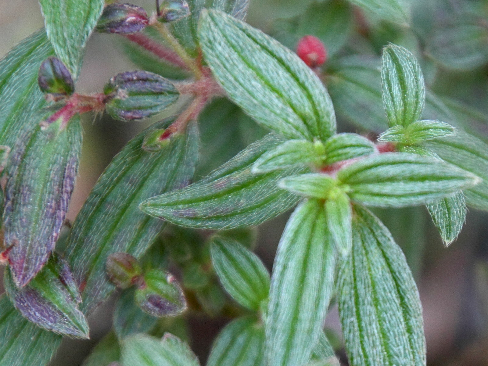 monochaetum_floribundum3md