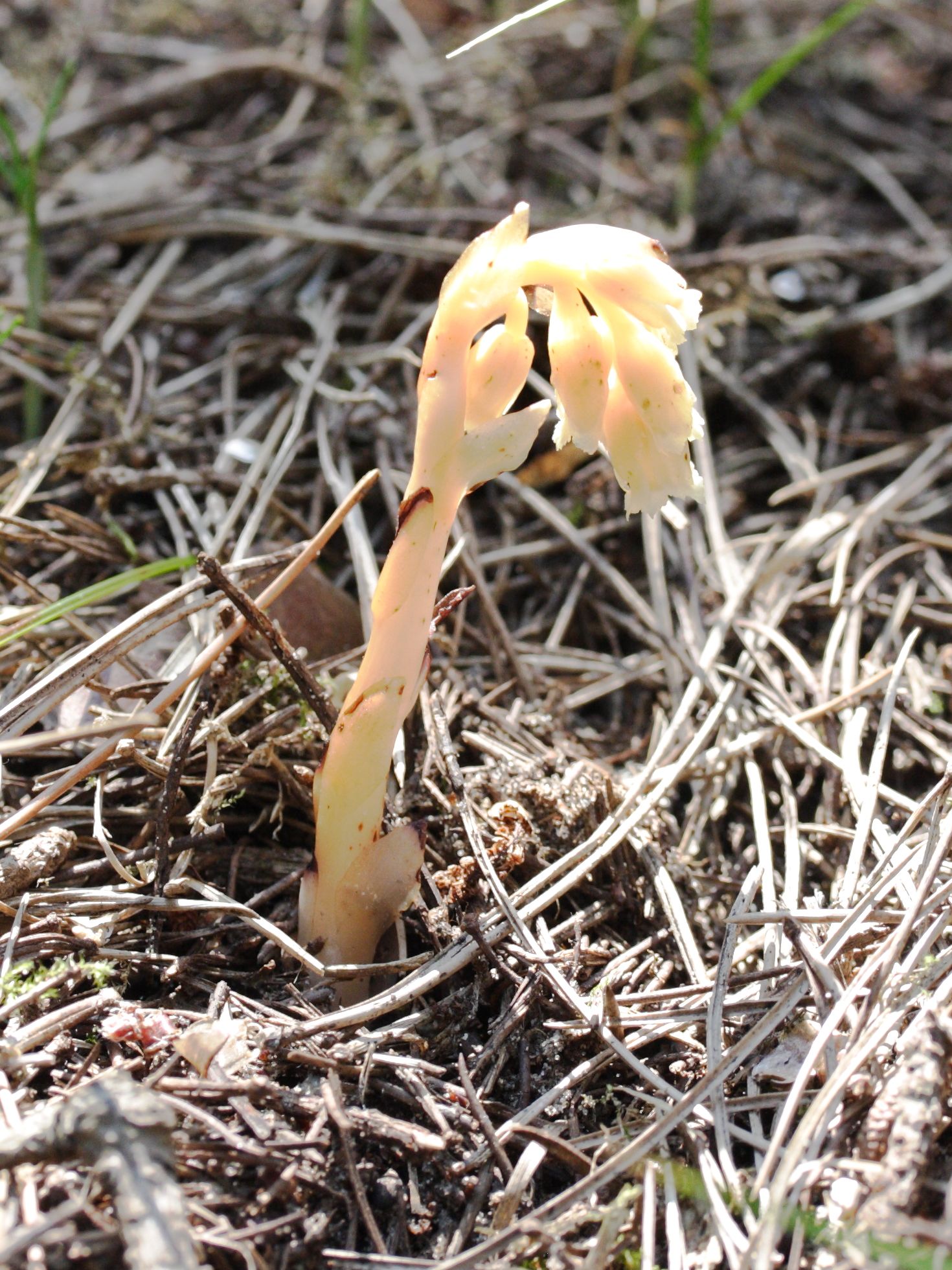 monotropa_hypopitys4amd