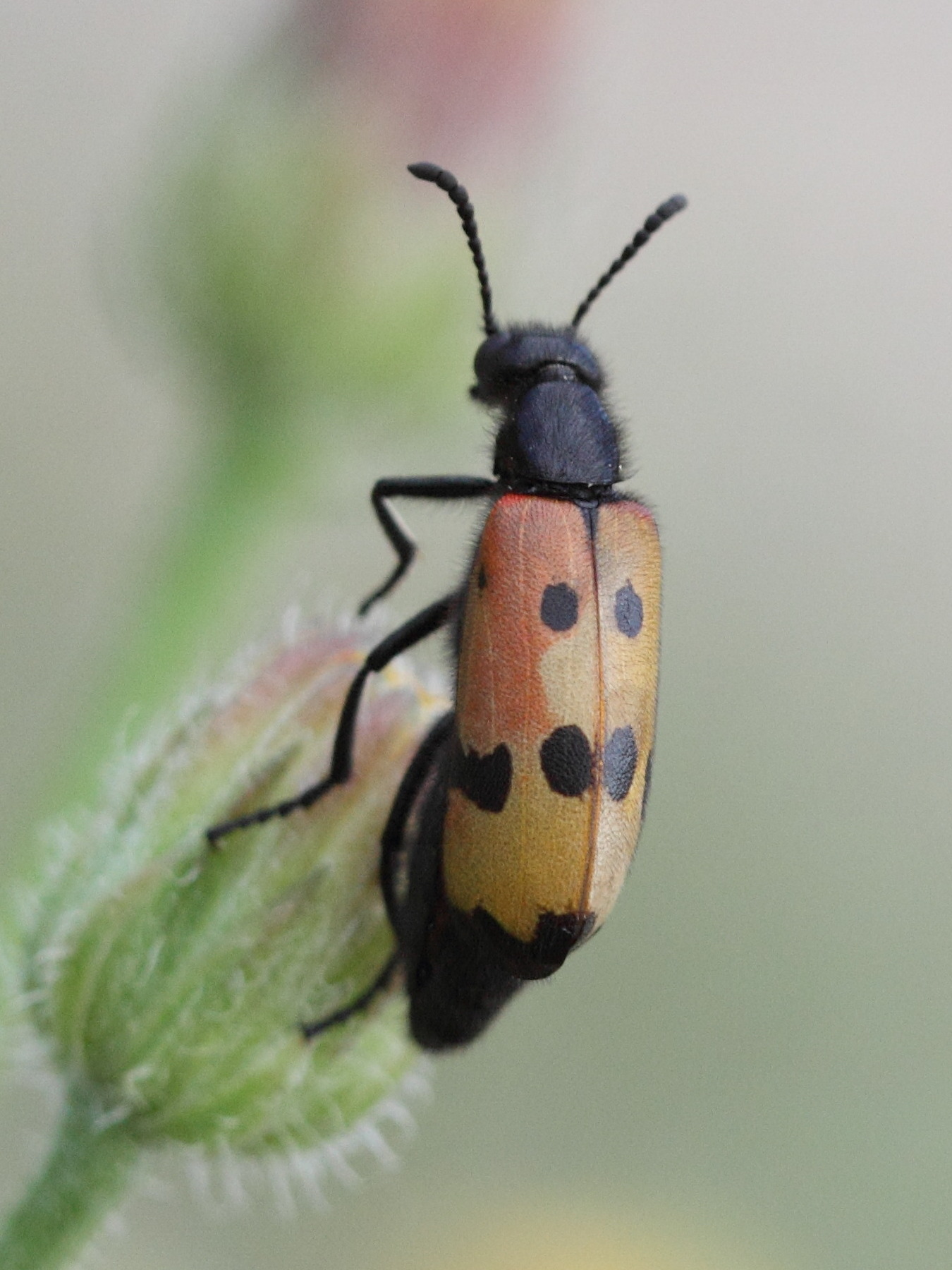 mylabris_quadripunctata3bbd