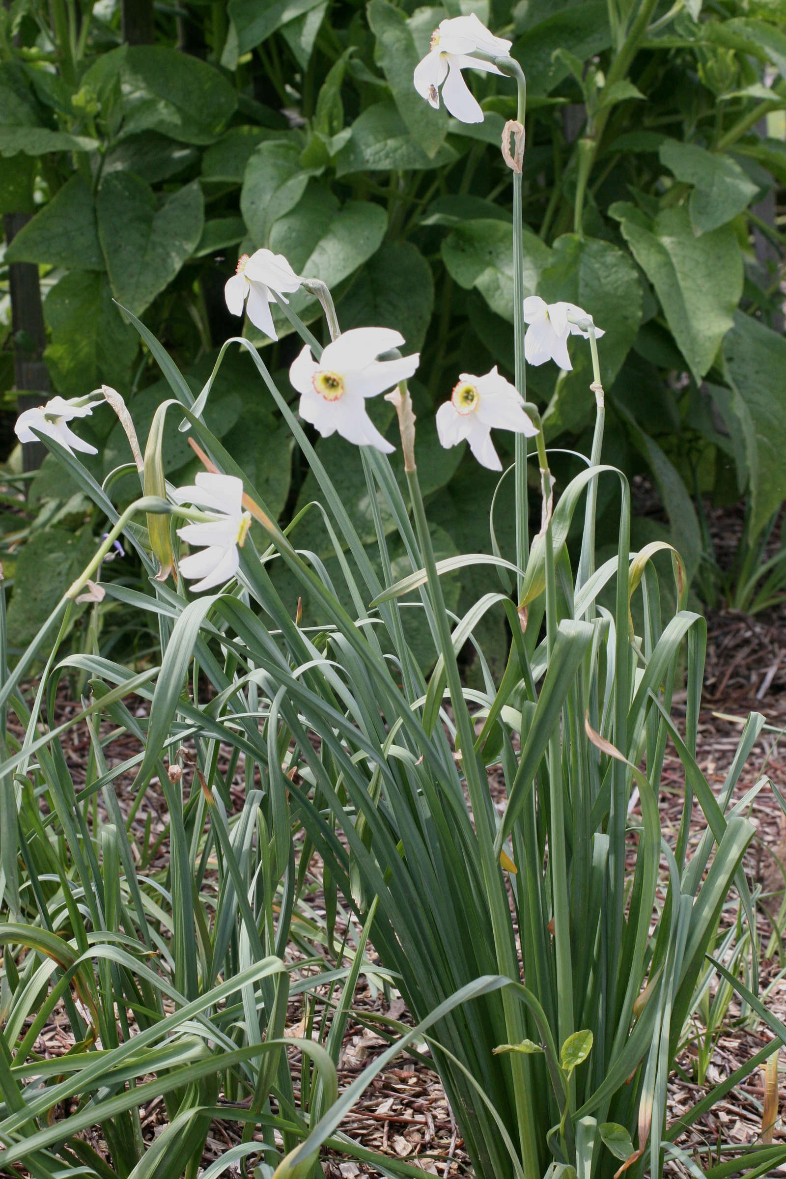 Afficher le média narcissus_poeticus1md narcissus_poeticus1md